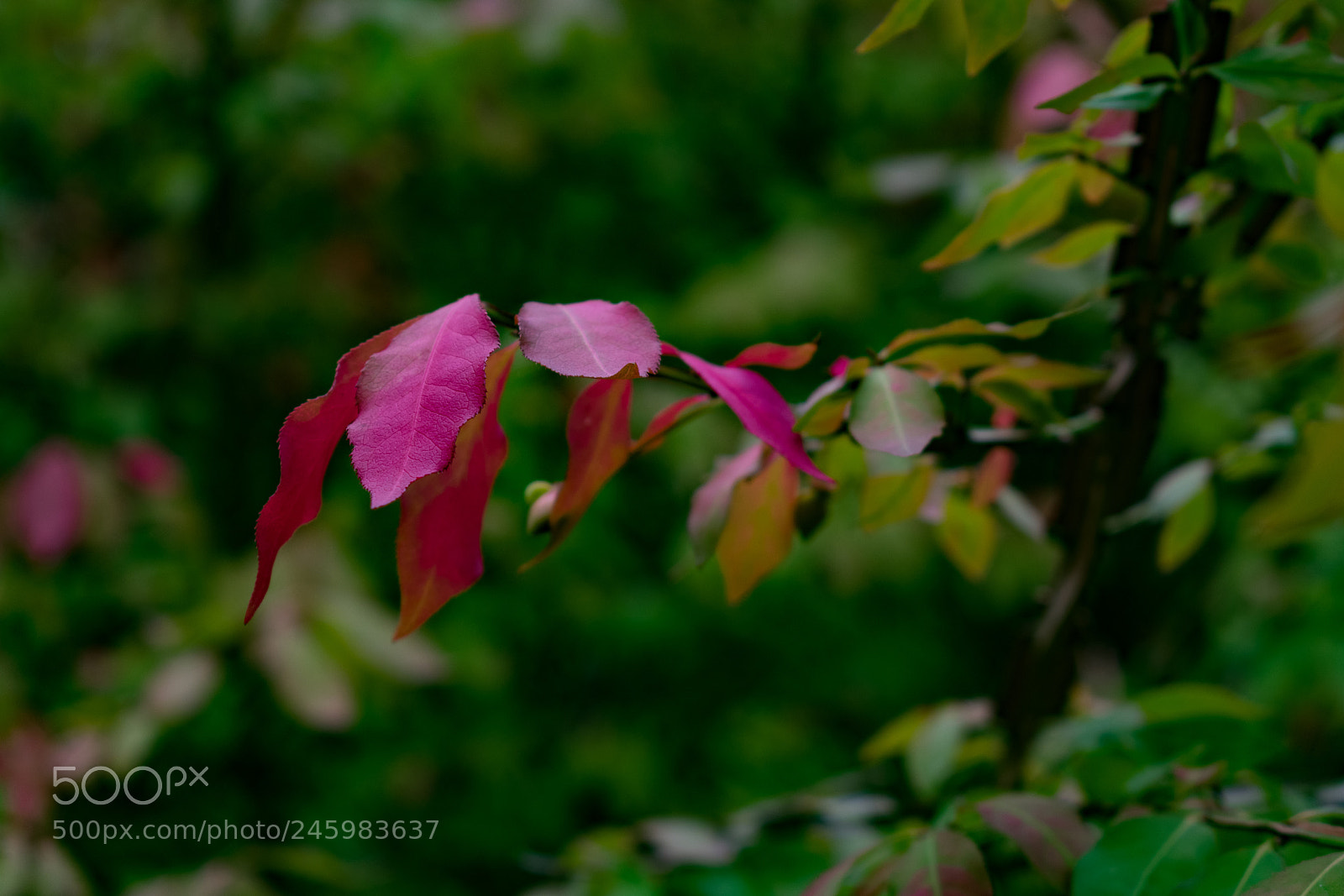 Nikon D3400 sample photo. Sign of fall photography