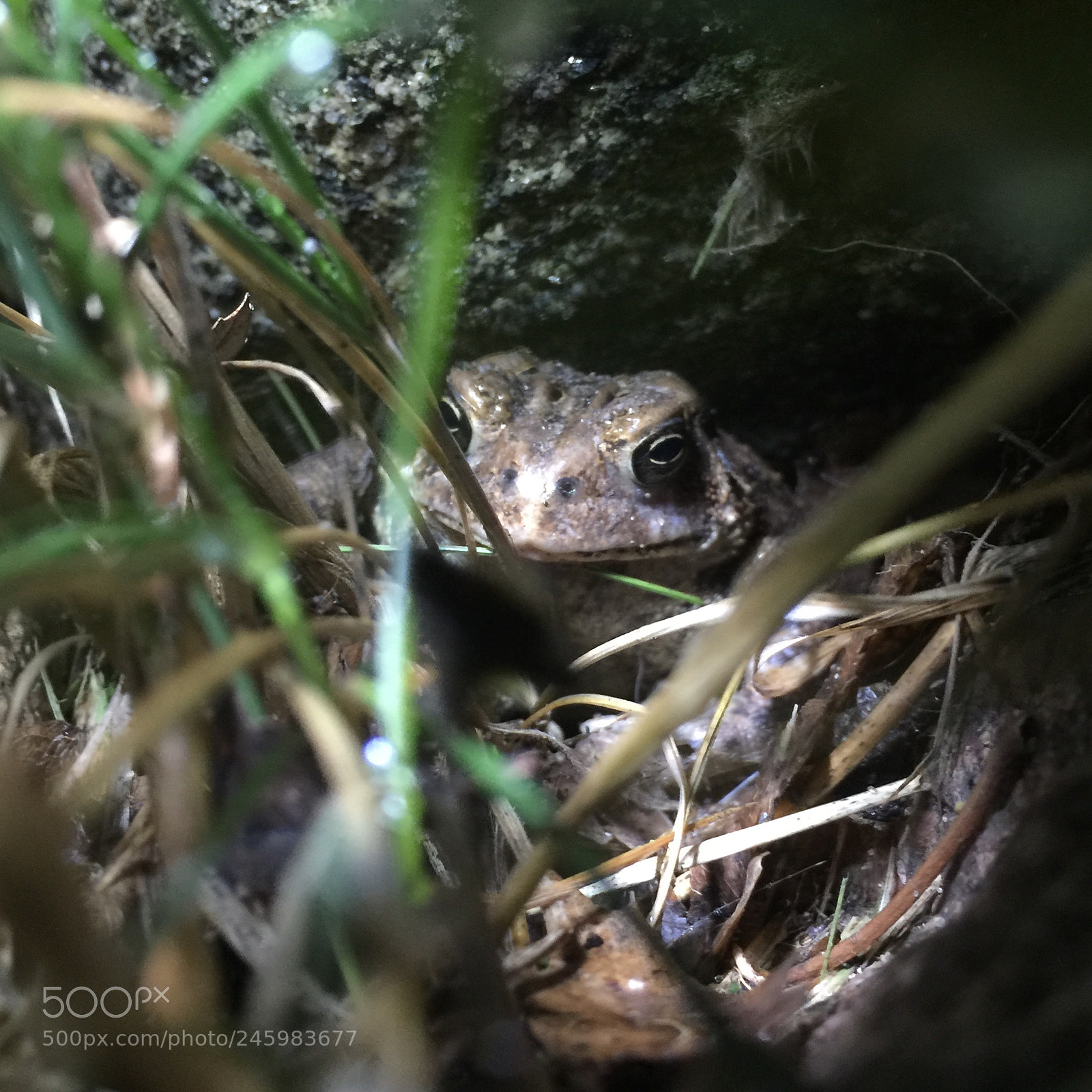 Apple iPhone 6 Plus sample photo. Camouflage photography
