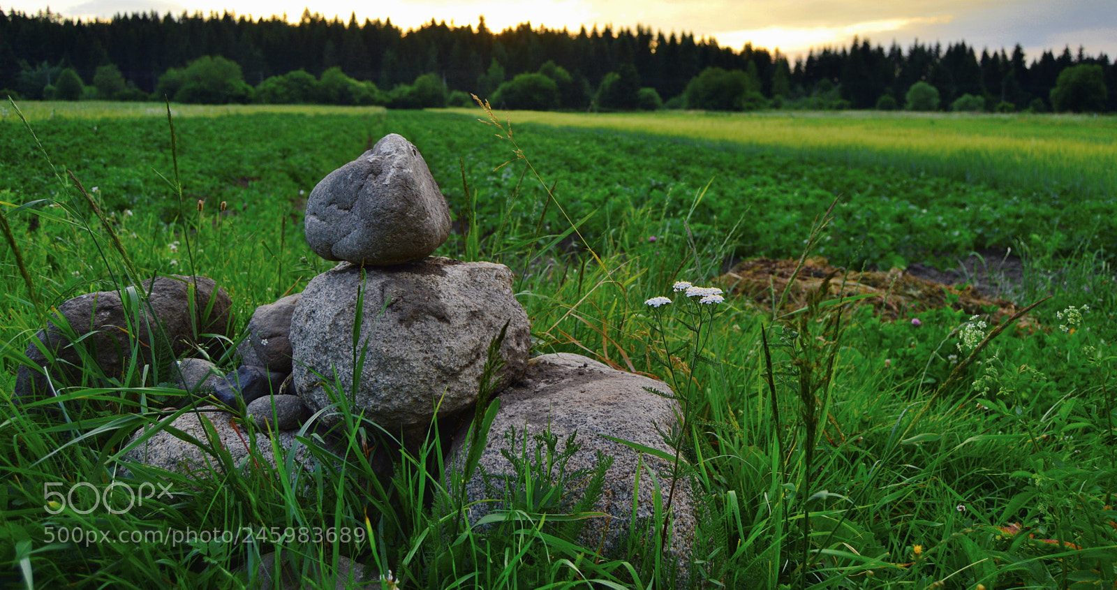Nikon D3200 sample photo. Rocks in the grass photography