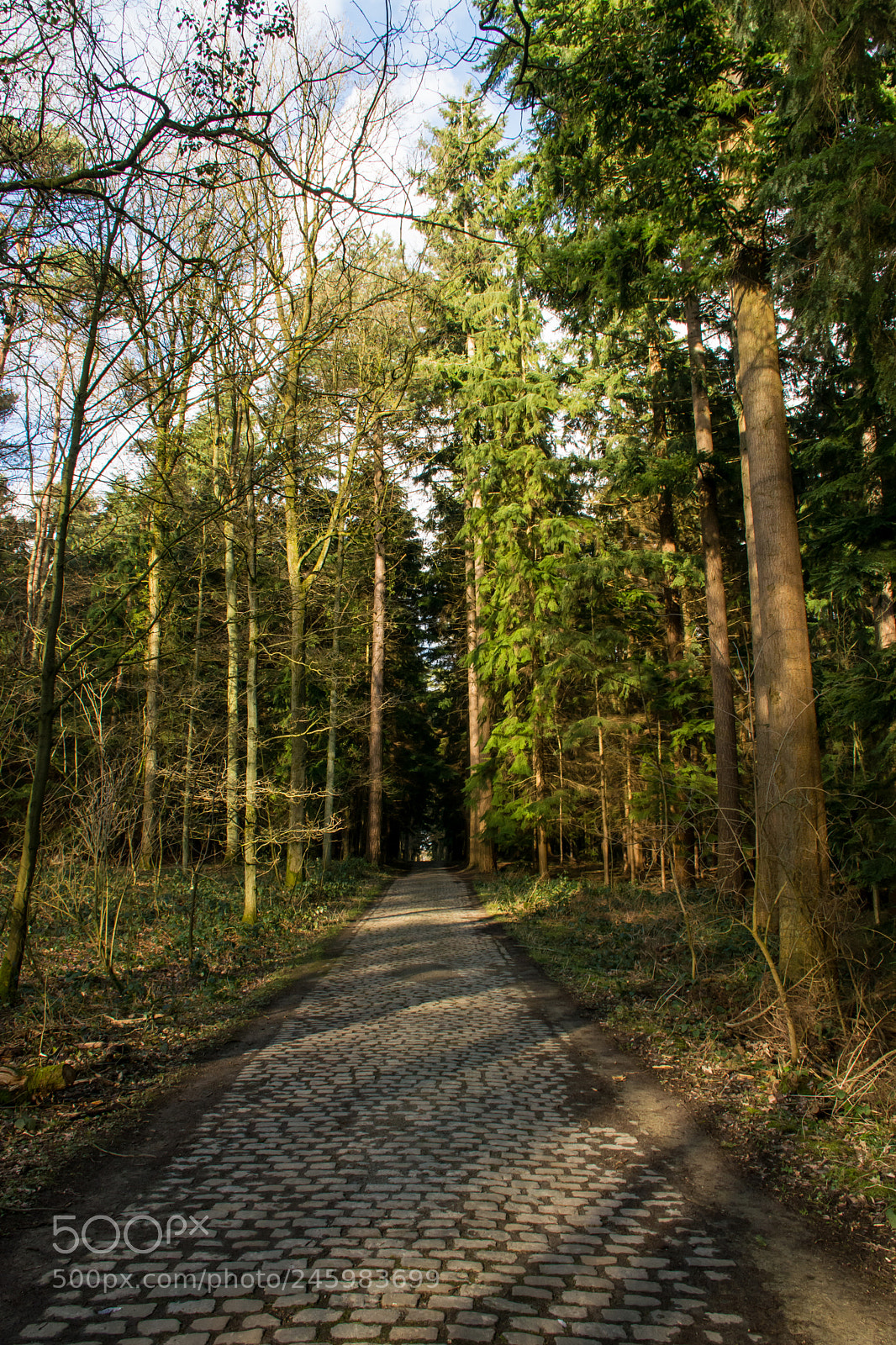 Nikon D5200 sample photo. Winter's light on the photography