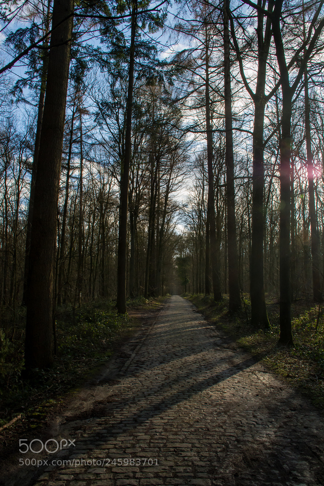 Nikon D5200 sample photo. Winter's light on the photography