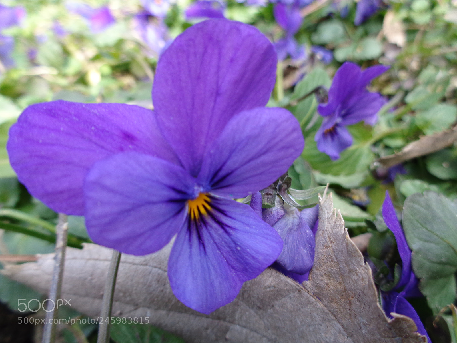 Sony Cyber-shot DSC-W830 sample photo. La quinta de los photography