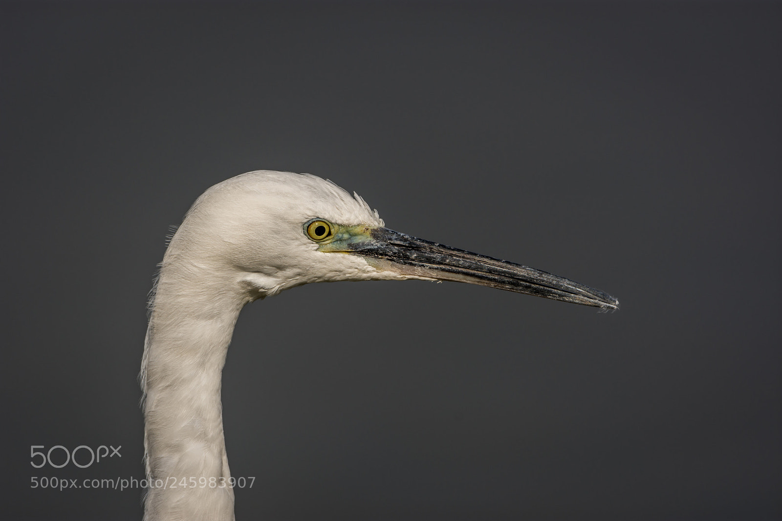 Nikon D7200 sample photo. Portrait of a little-egret photography