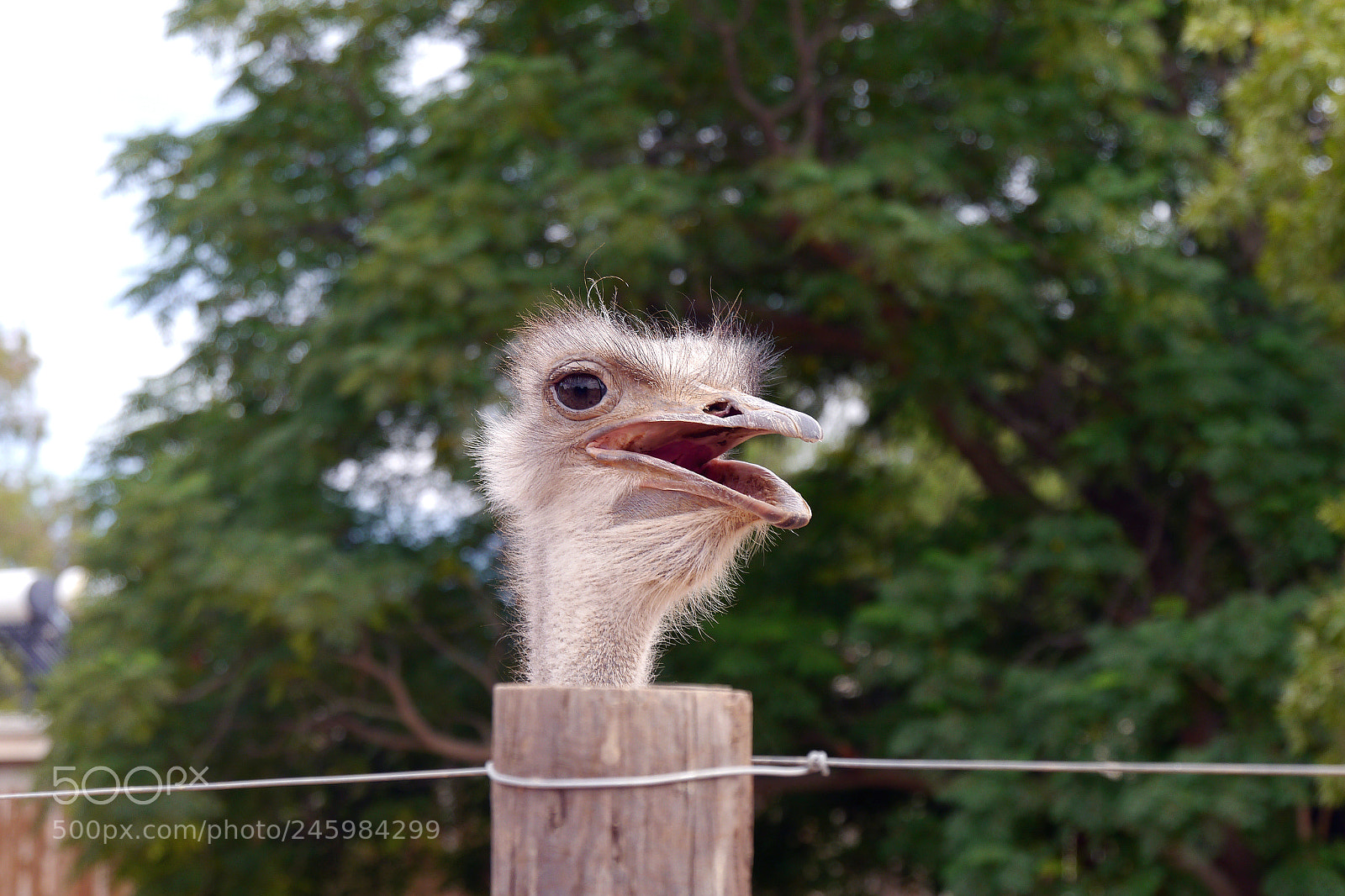 Panasonic Lumix DMC-G5 sample photo. Funny ostrich photography