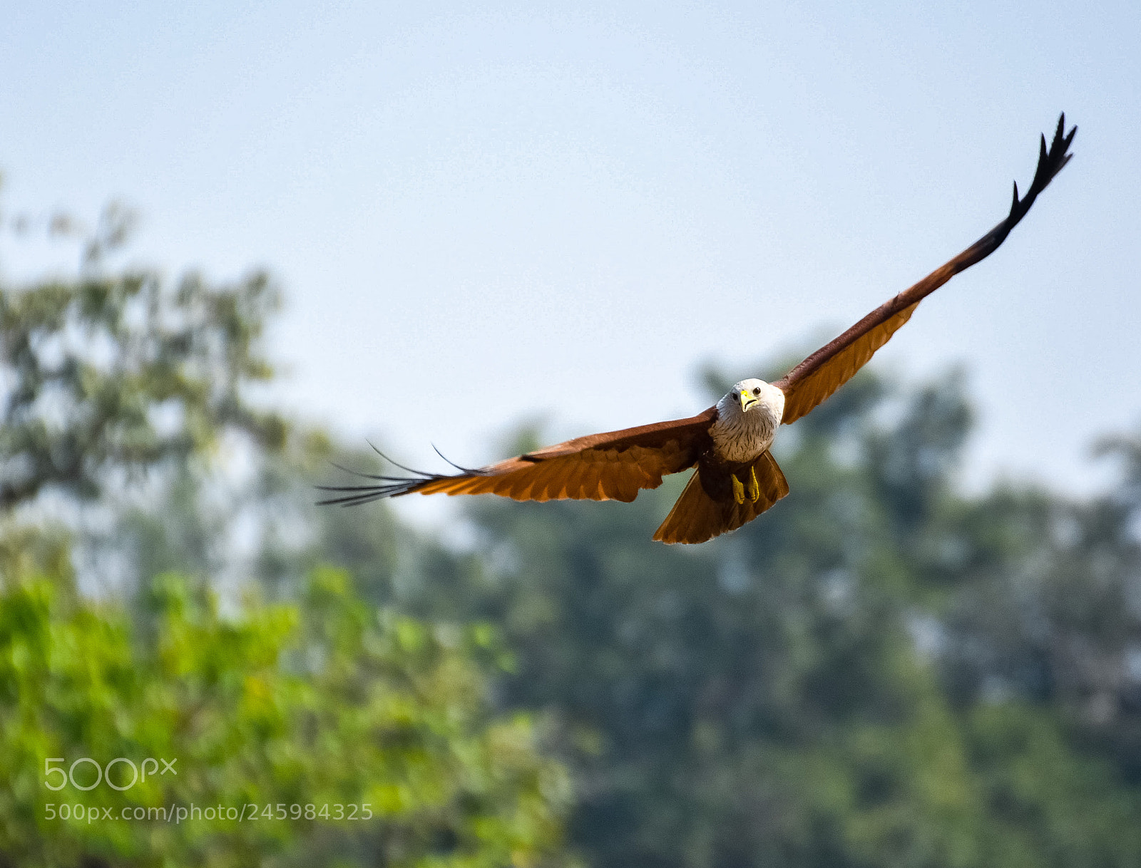 Nikon D500 sample photo. Brambhiny kite photography