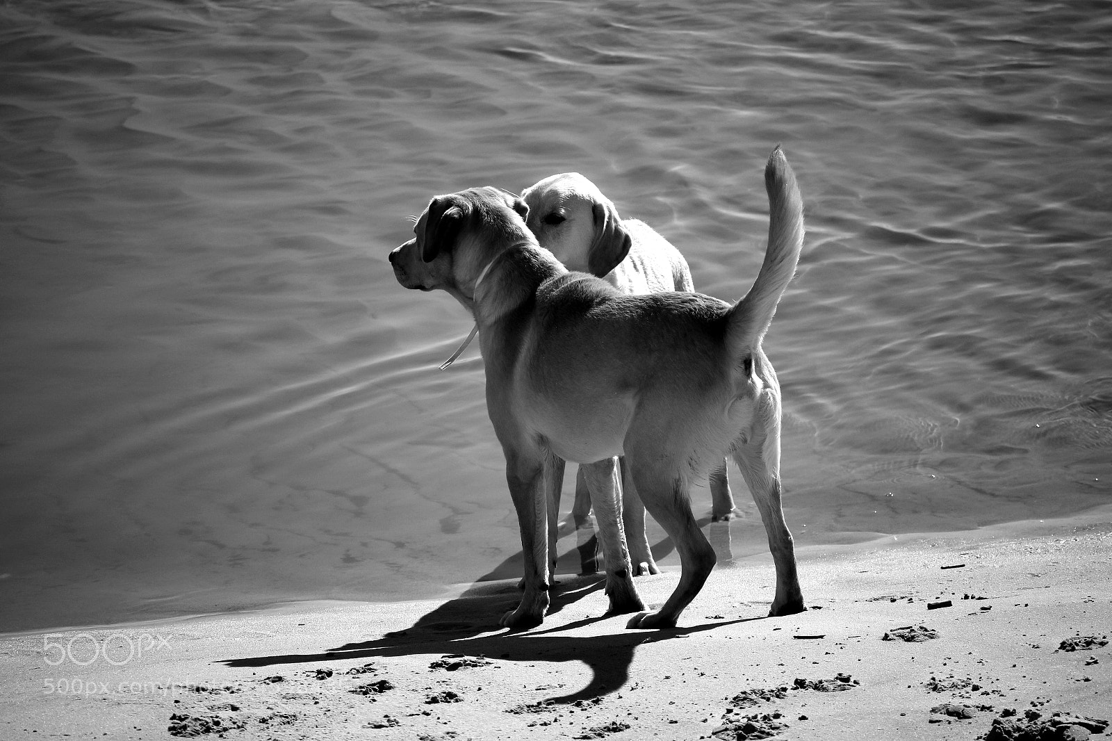 Canon EOS 100D (EOS Rebel SL1 / EOS Kiss X7) sample photo. Dogs playing photography