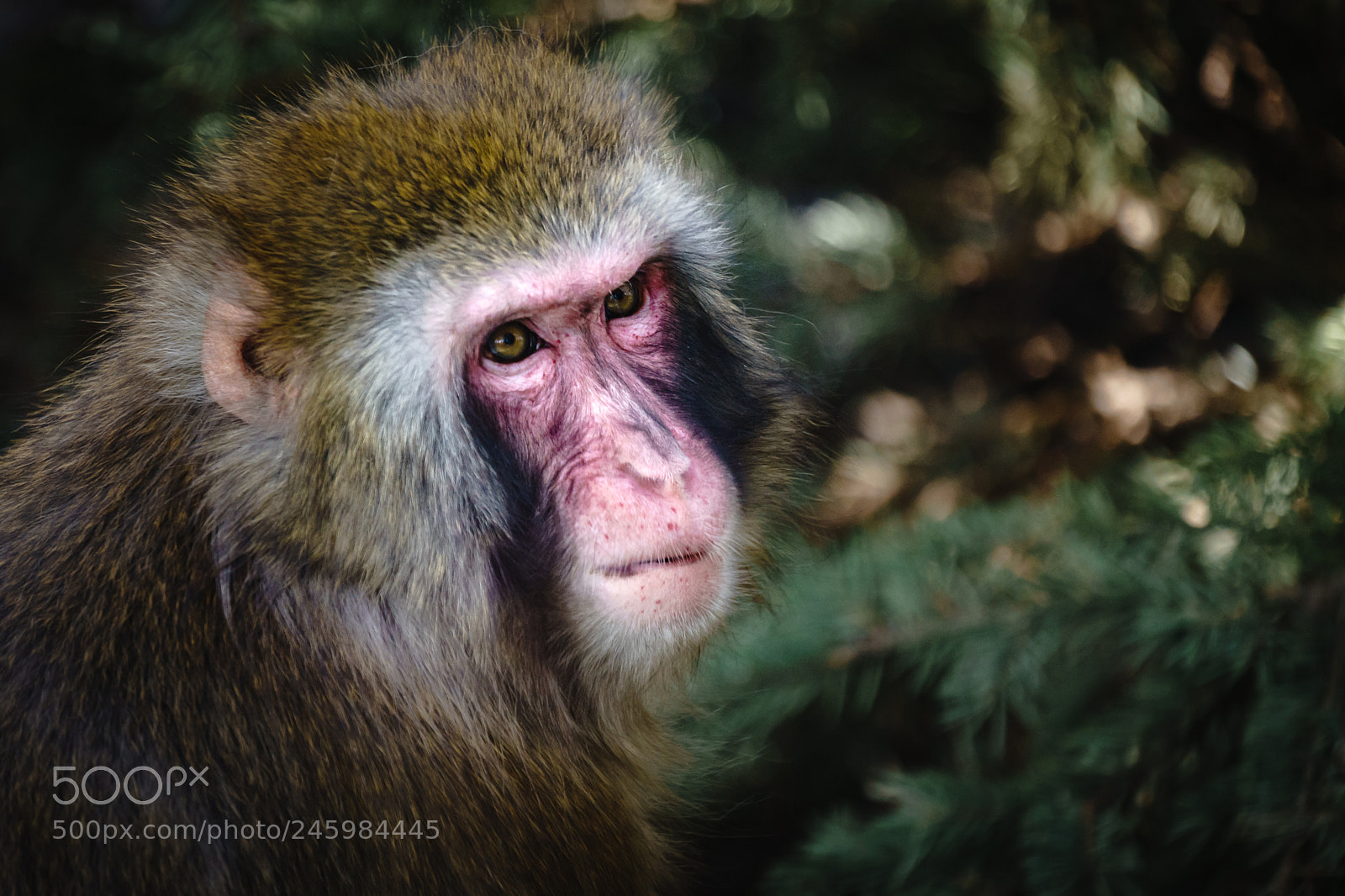 Sony a7 II sample photo. Snow monkey photography