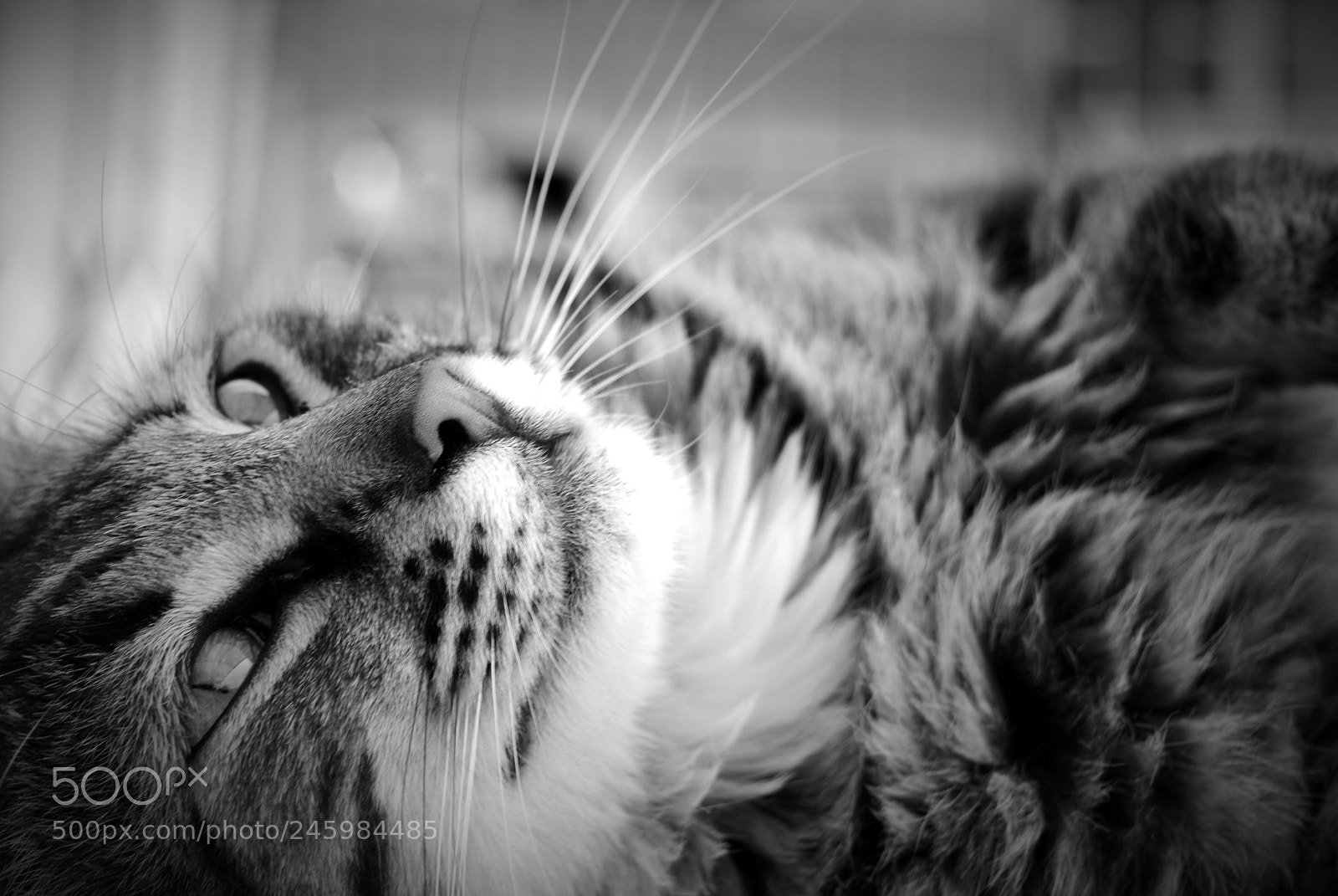 Nikon D3000 sample photo. B&w kitty photography