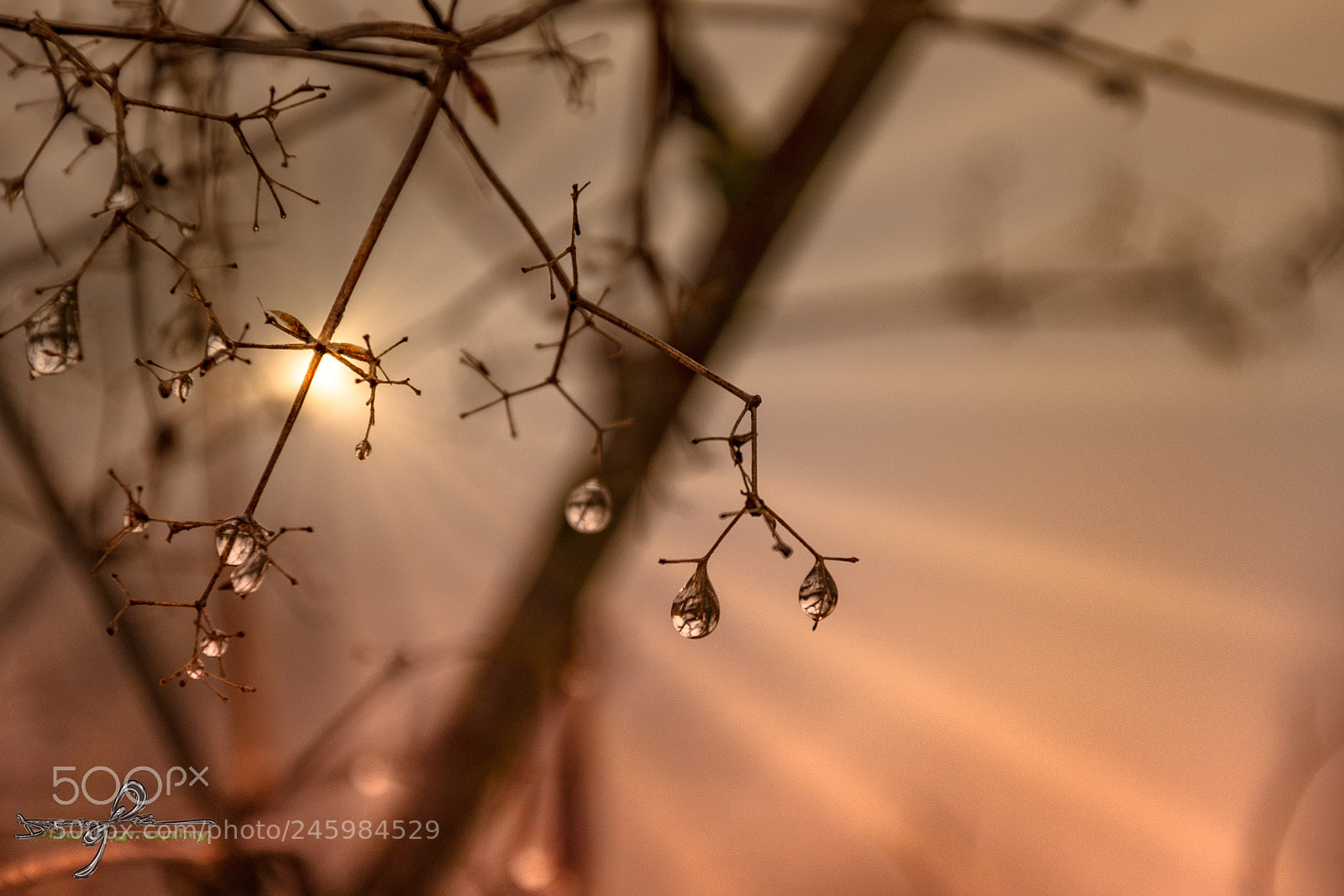 Nikon D90 sample photo. Drops photography