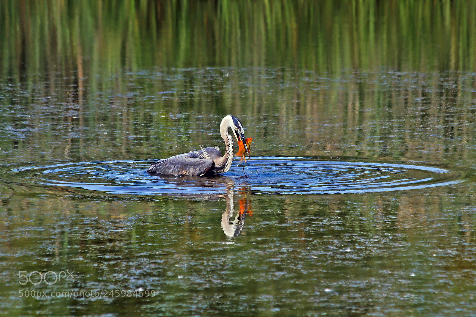 Canon EOS 1100D (EOS Rebel T3 / EOS Kiss X50) sample photo. Great blue heron photography