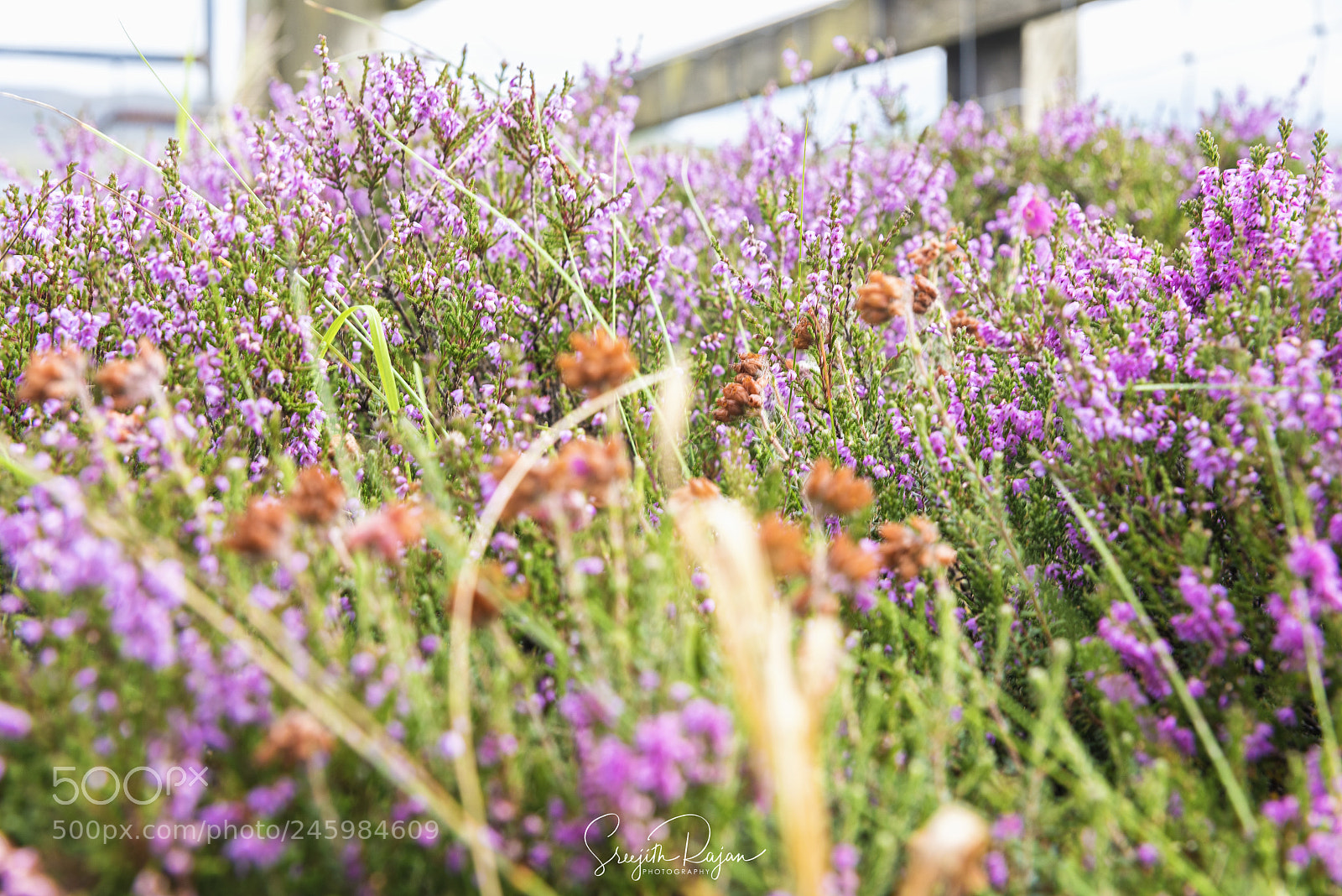 Nikon D810 sample photo. Lavenders of scotland photography