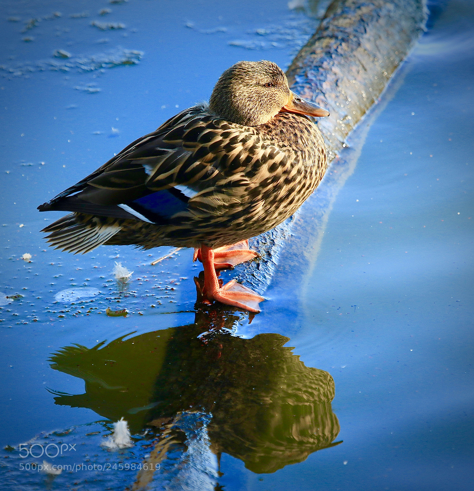 Canon EOS 7D Mark II sample photo. Duck photography