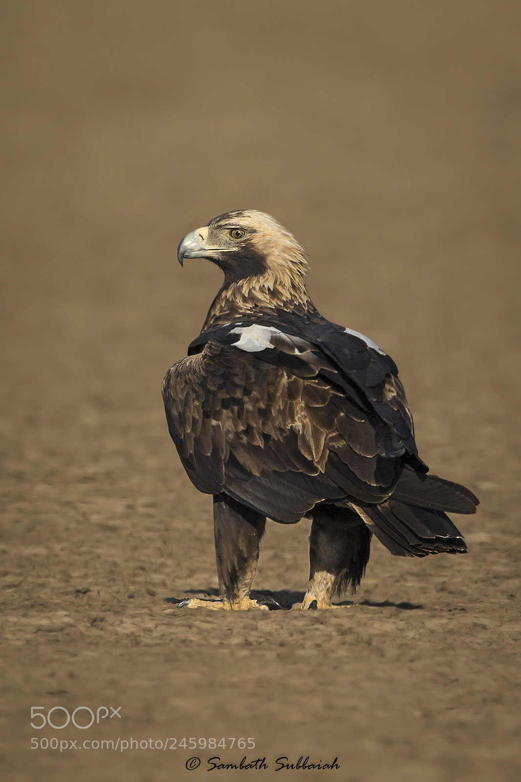 Canon EOS 7D Mark II sample photo. Imperial eagle photography