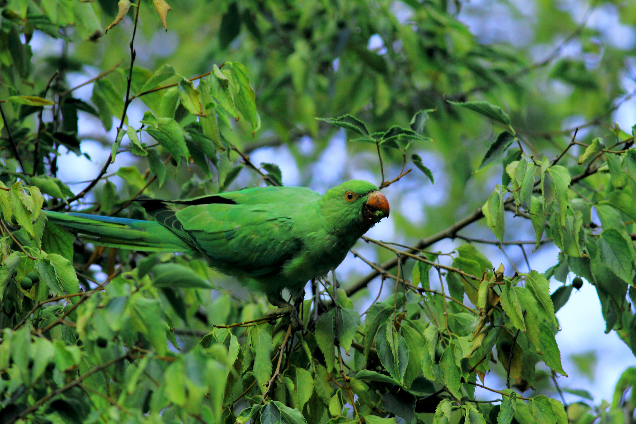 Canon EOS 7D + Canon EF 400mm F5.6L USM sample photo. Ring-necked parakeet» psittacula krameri »,turkish;yeşil papağan photography