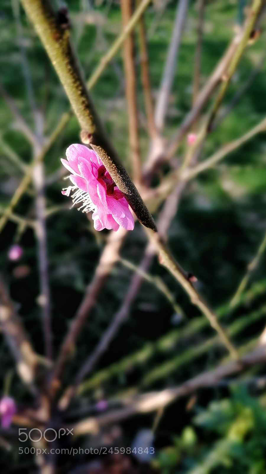 HUAWEI Honor 9 sample photo. Untitled photography