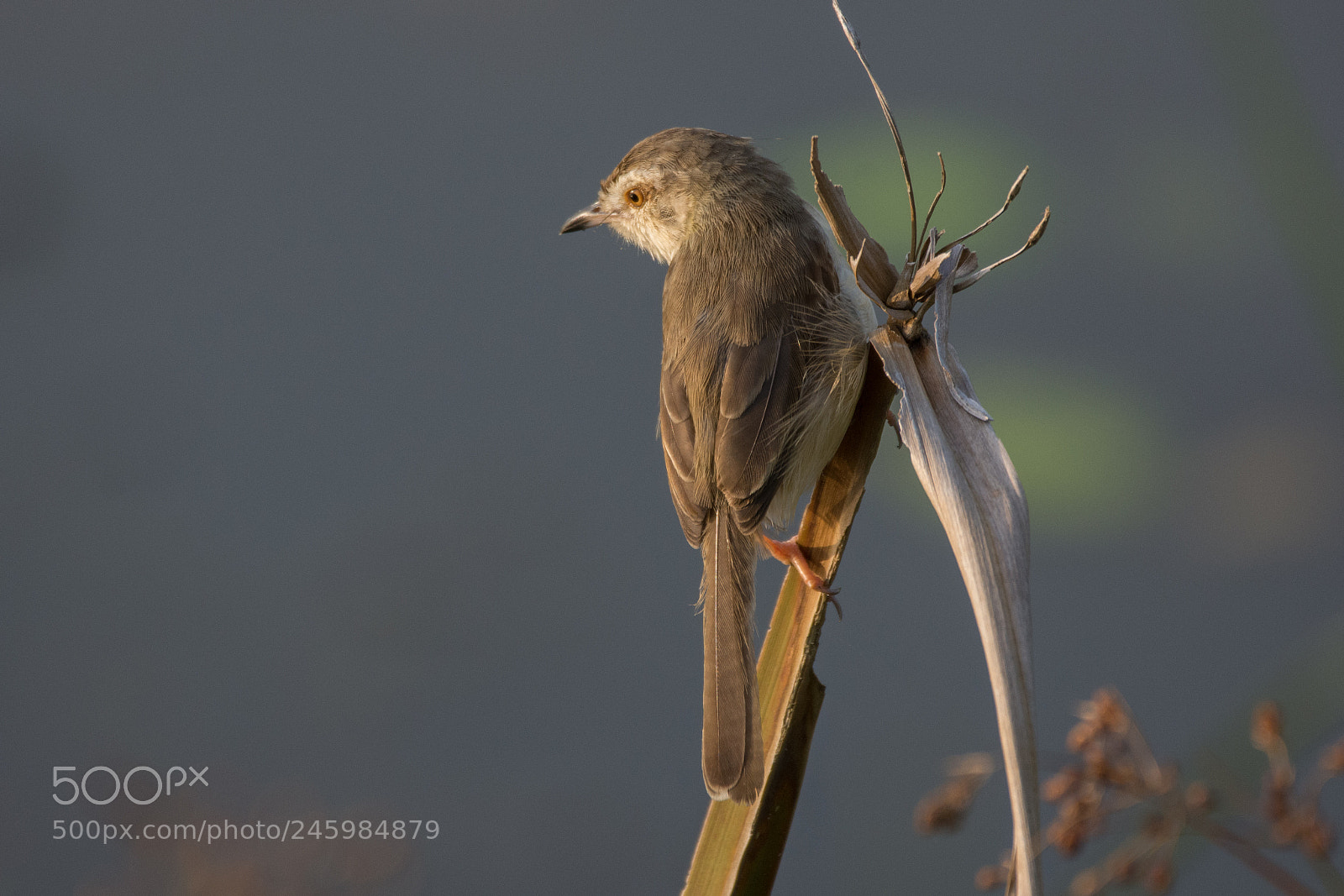 Nikon D7200 sample photo. Plain prinia (dsc_8879) photography