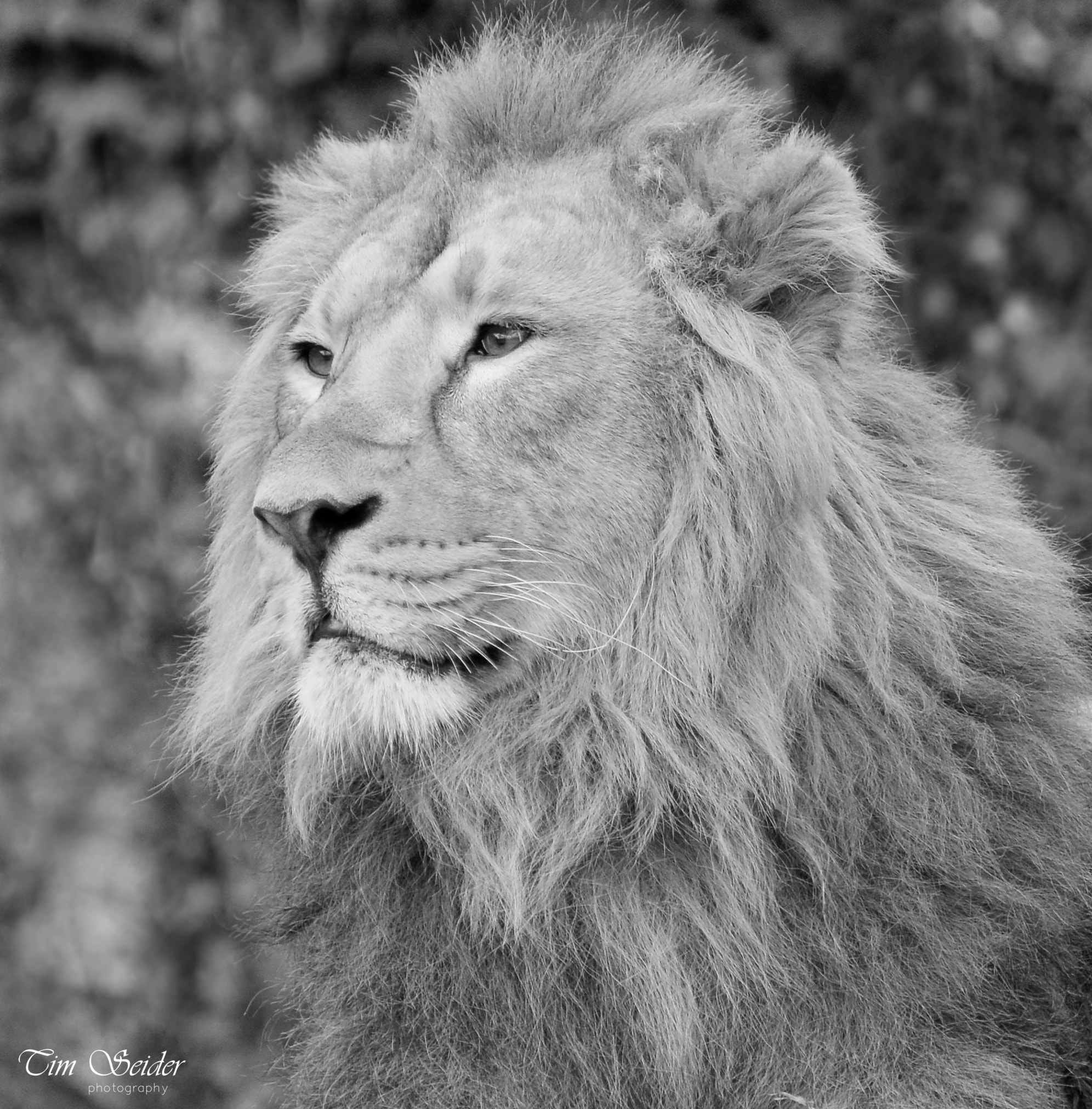 Nikon D610 sample photo. Lion portrait photography