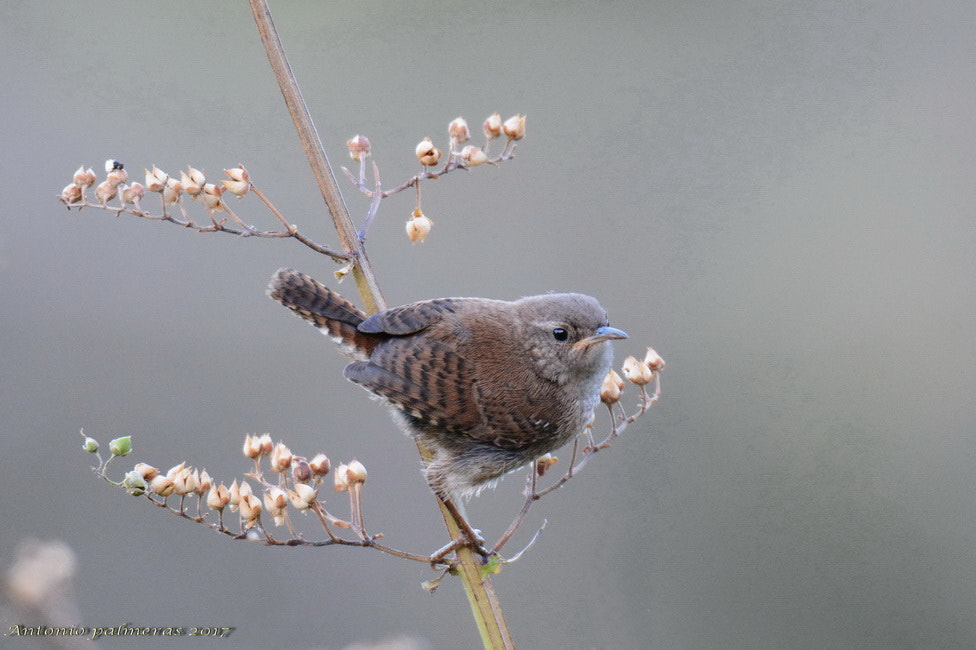 Sigma 150-600mm F5-6.3 DG OS HSM | S sample photo. Coquin photography