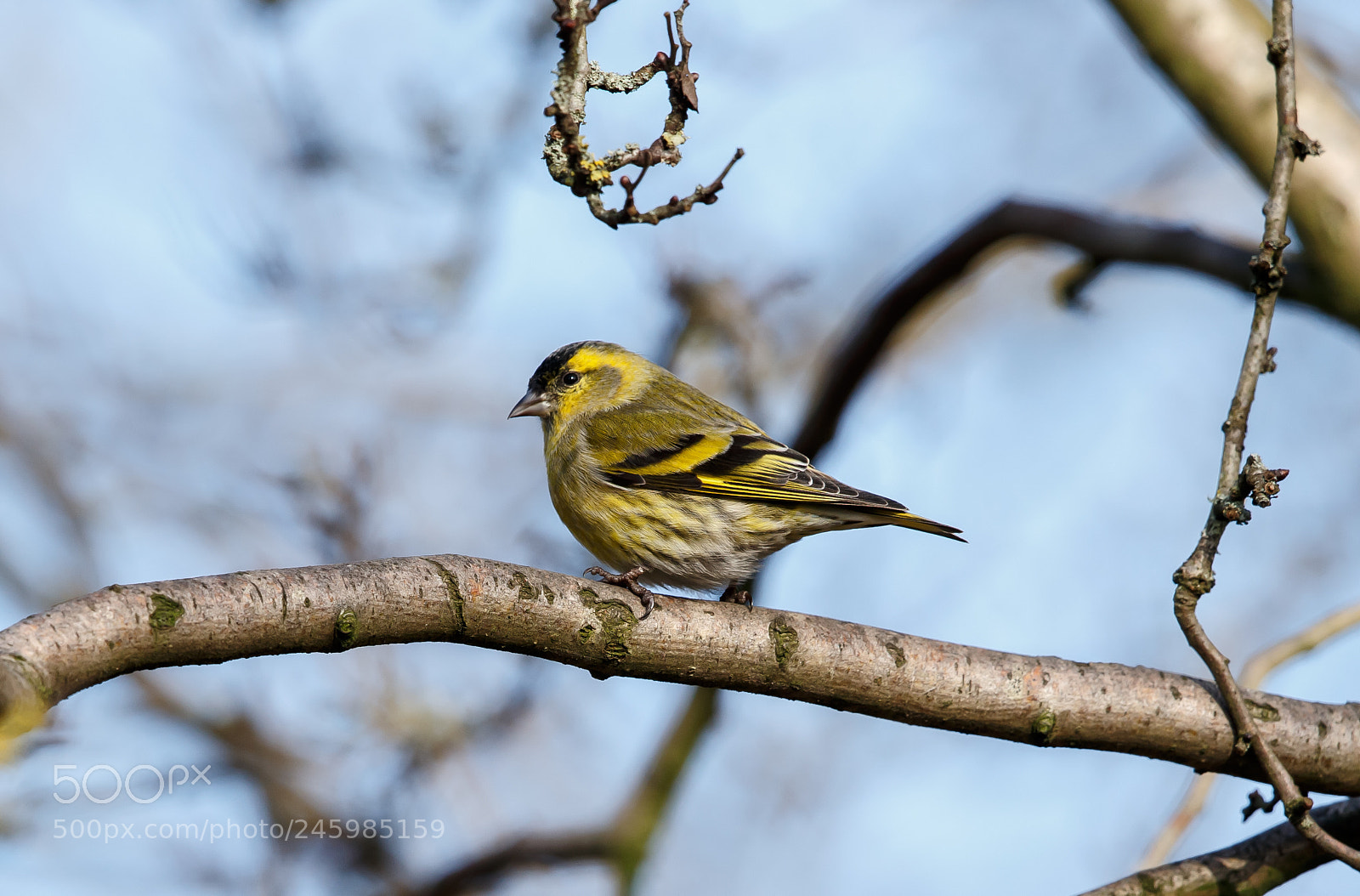 Canon EOS-1D X sample photo. An european siskin male photography