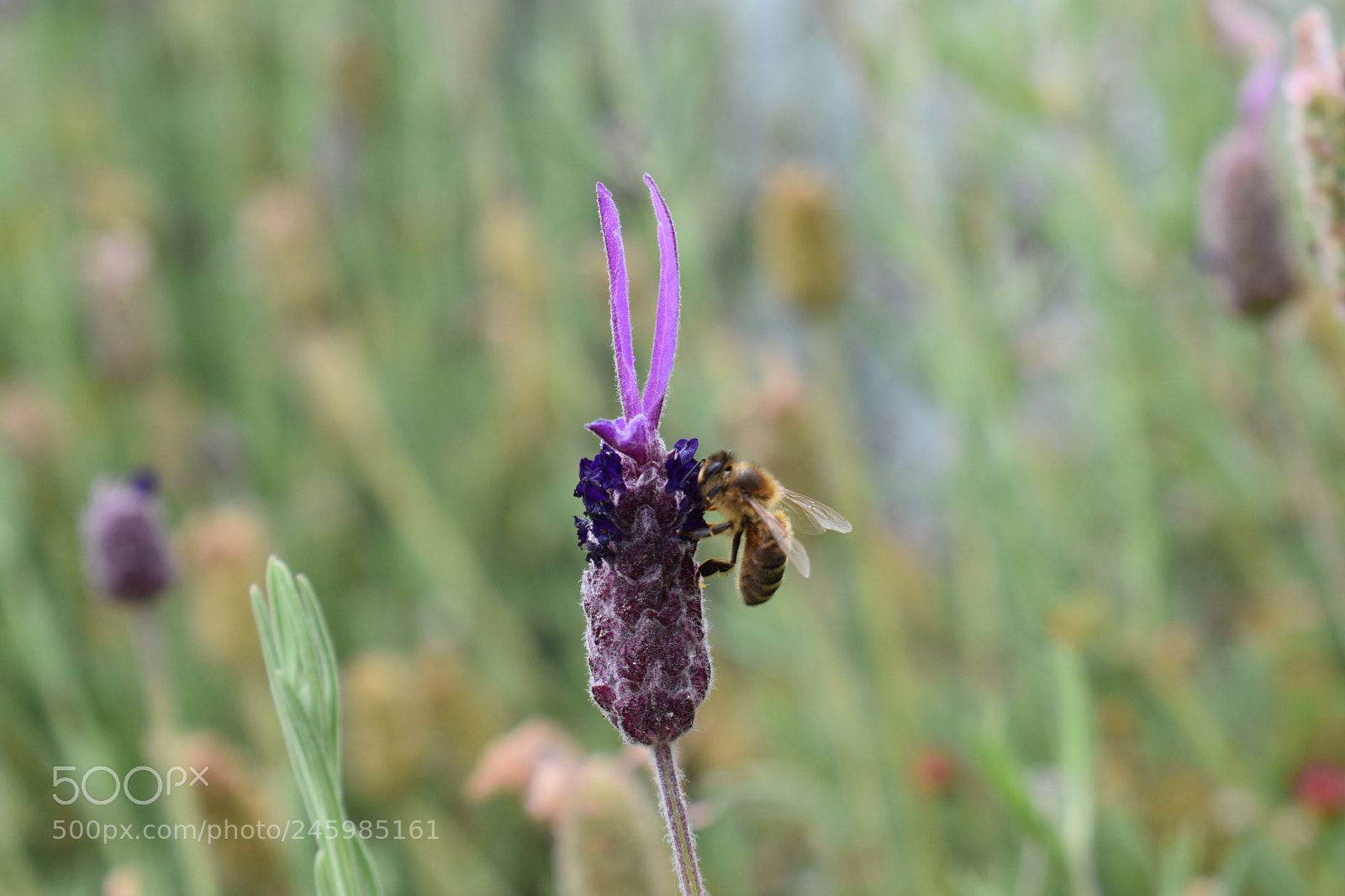Nikon D5600 sample photo. Untitled photography