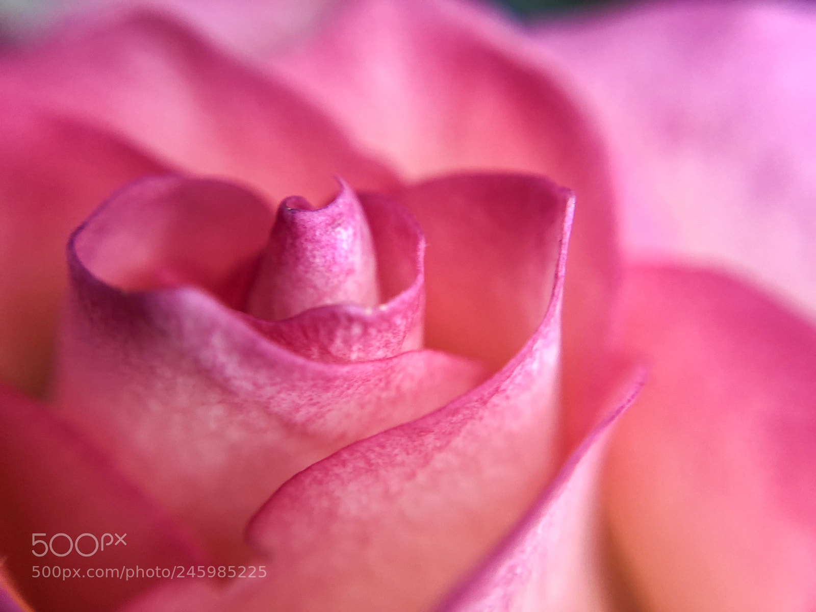 Apple iPhone 8 sample photo. Pink rose photography