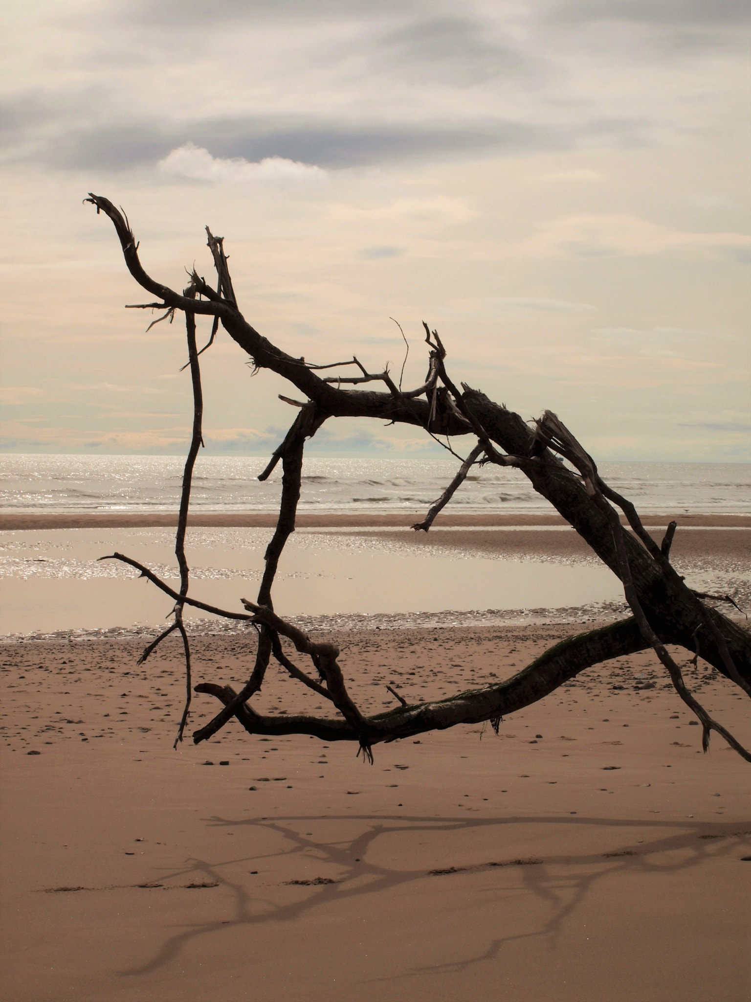 Olympus E-600 (EVOLT E-600) sample photo. Driftwood silhouette photography