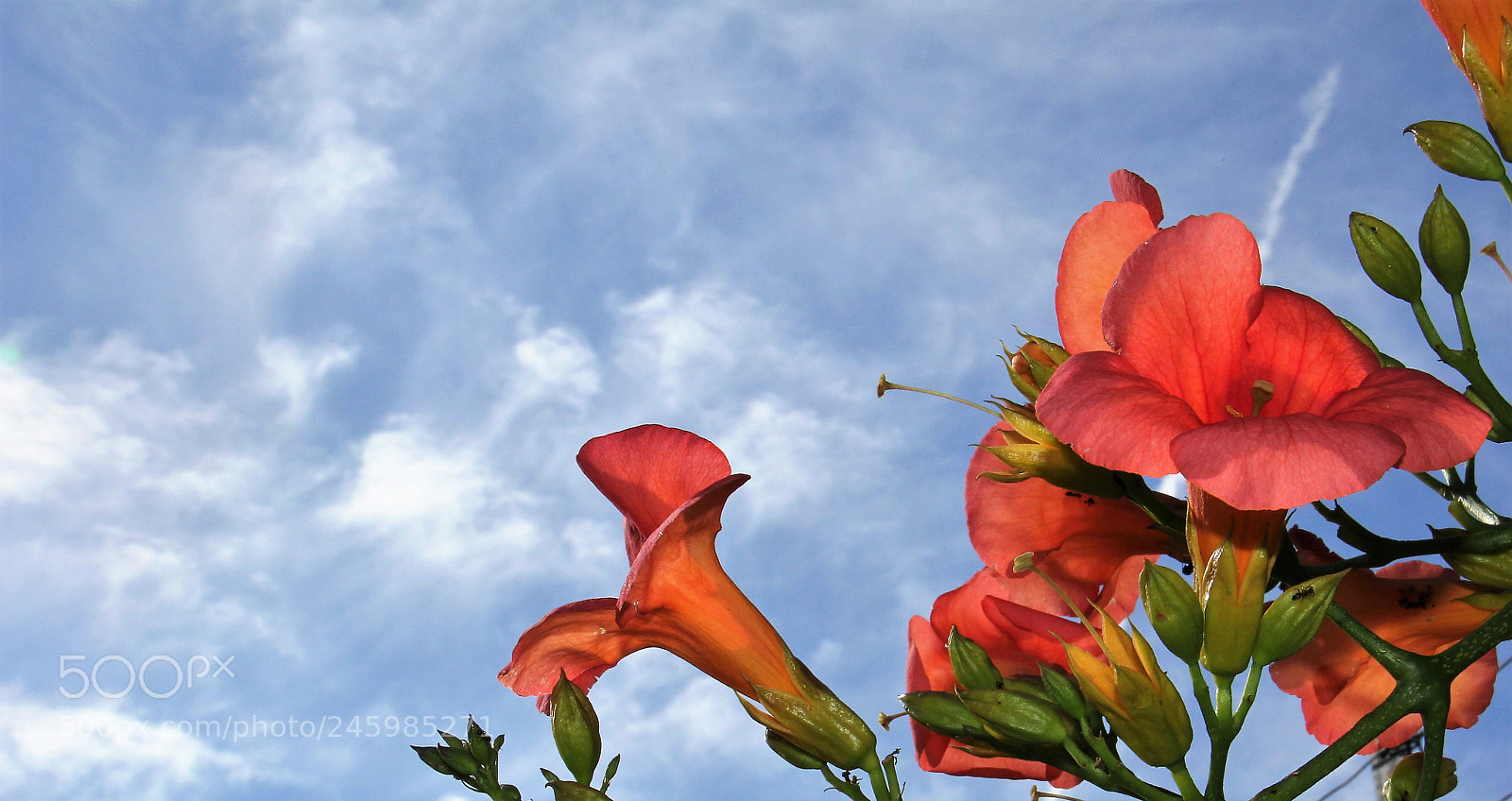 Canon EOS 60D sample photo. Flowery symphony photography
