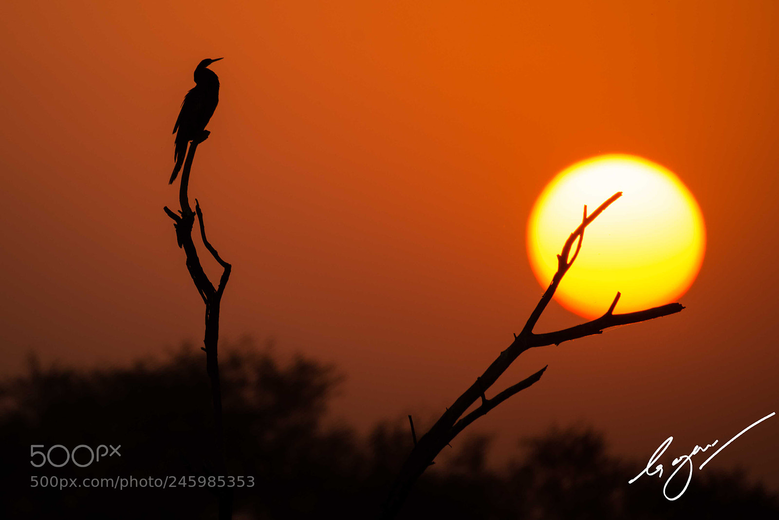 Nikon D800E sample photo. Bharatpur photography