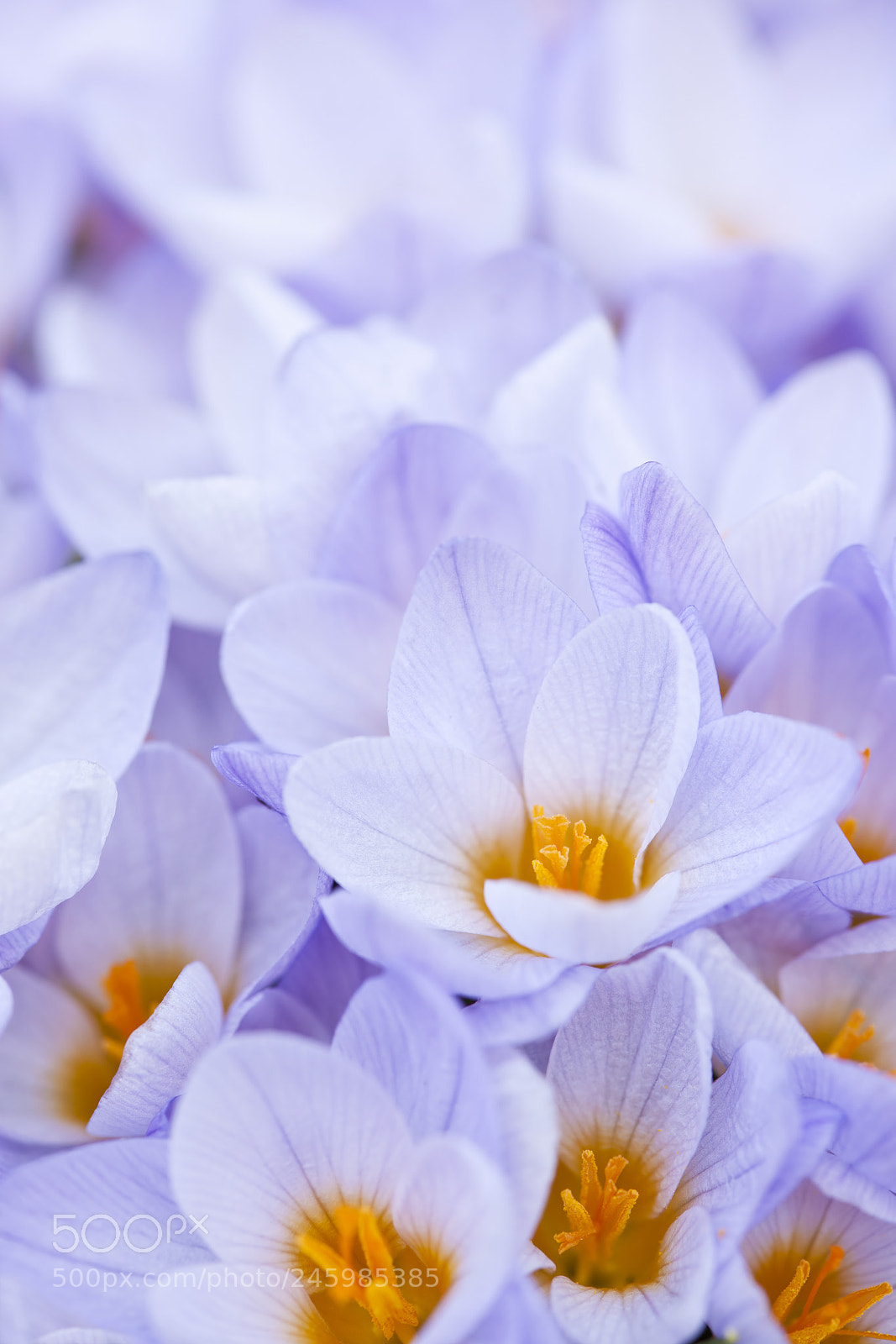 Nikon D3X sample photo. Crocus flowers photography