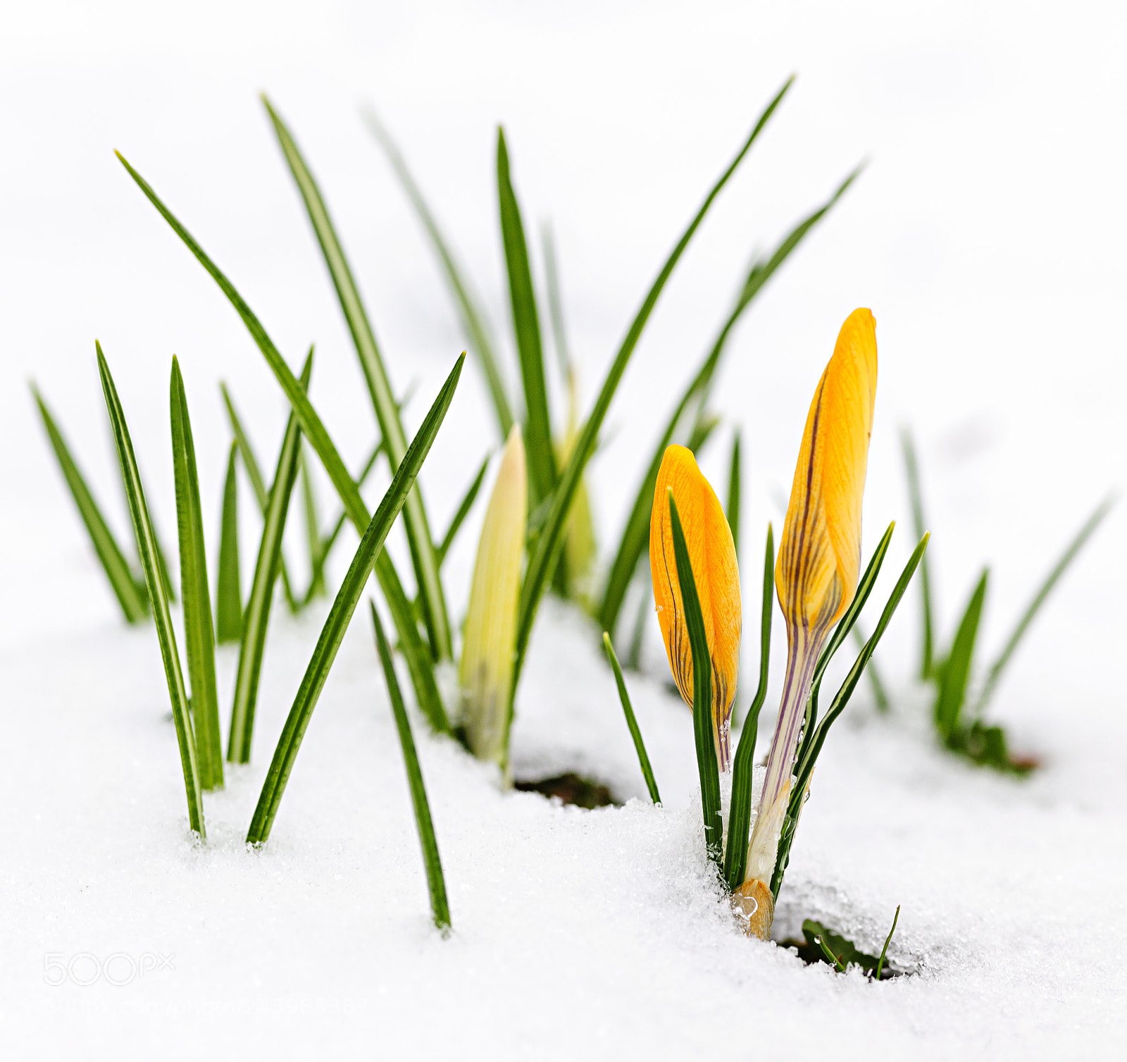 Nikon D3X sample photo. Crocuses in snow photography