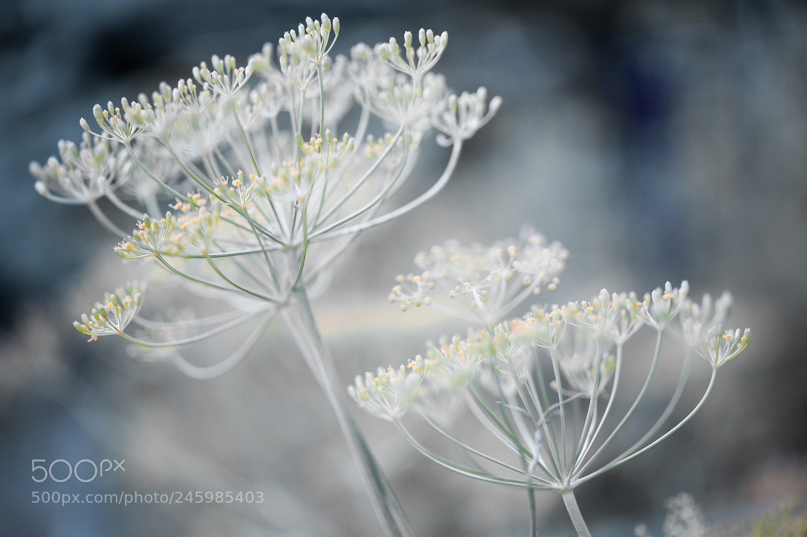Nikon D3X sample photo. Flowering dill clusters photography