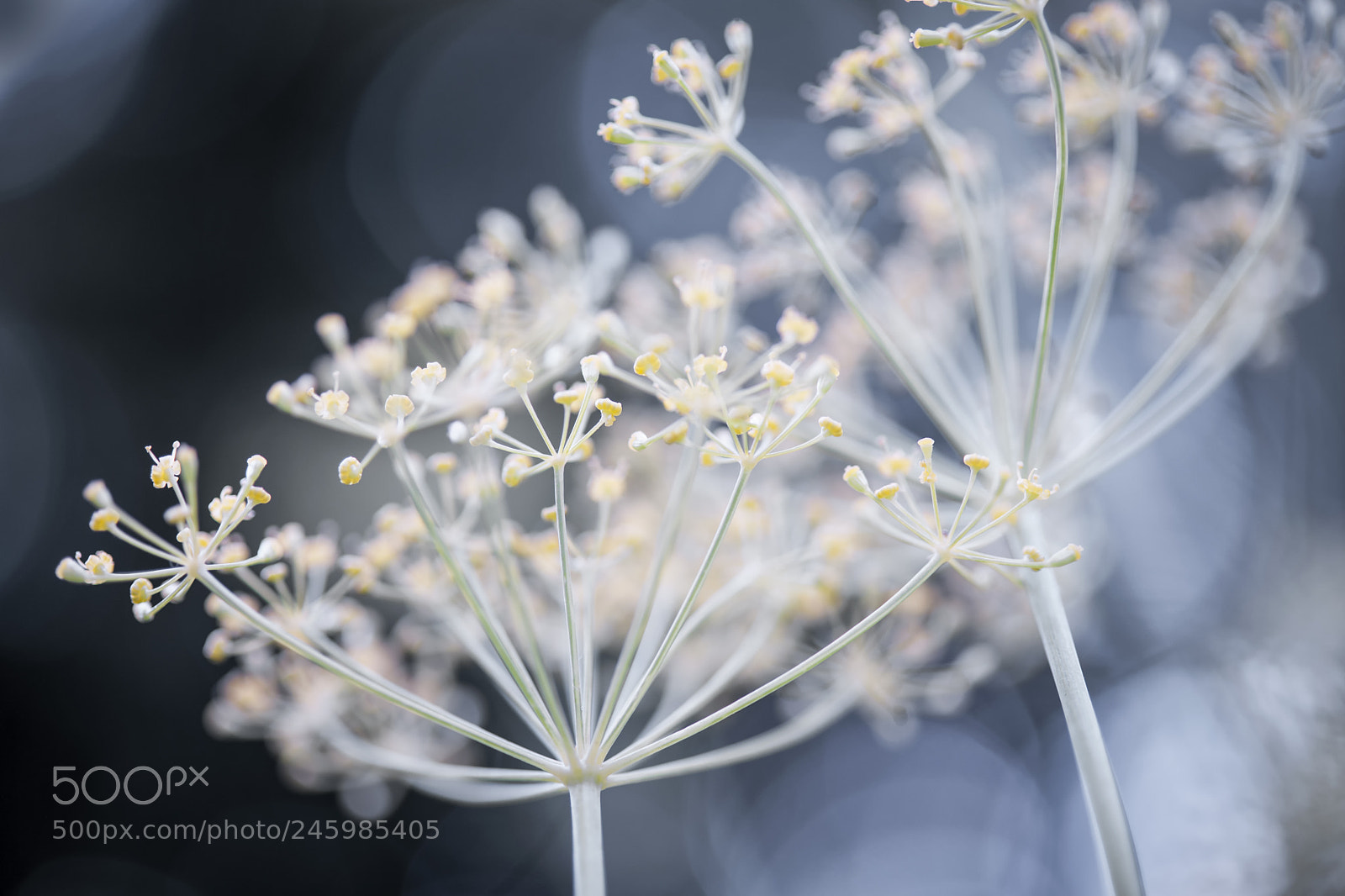 Nikon D3X sample photo. Flowering dill clusters photography