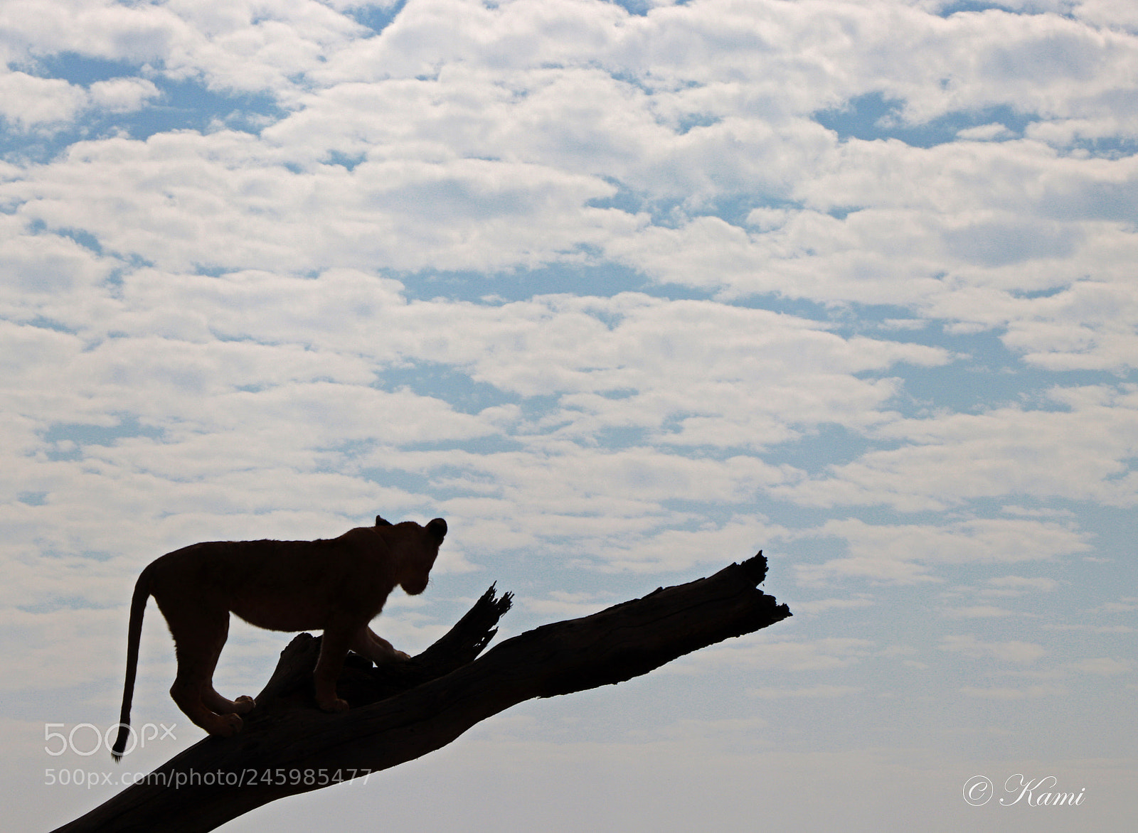 Canon EOS 77D (EOS 9000D / EOS 770D) sample photo. Silhouette of a lion photography