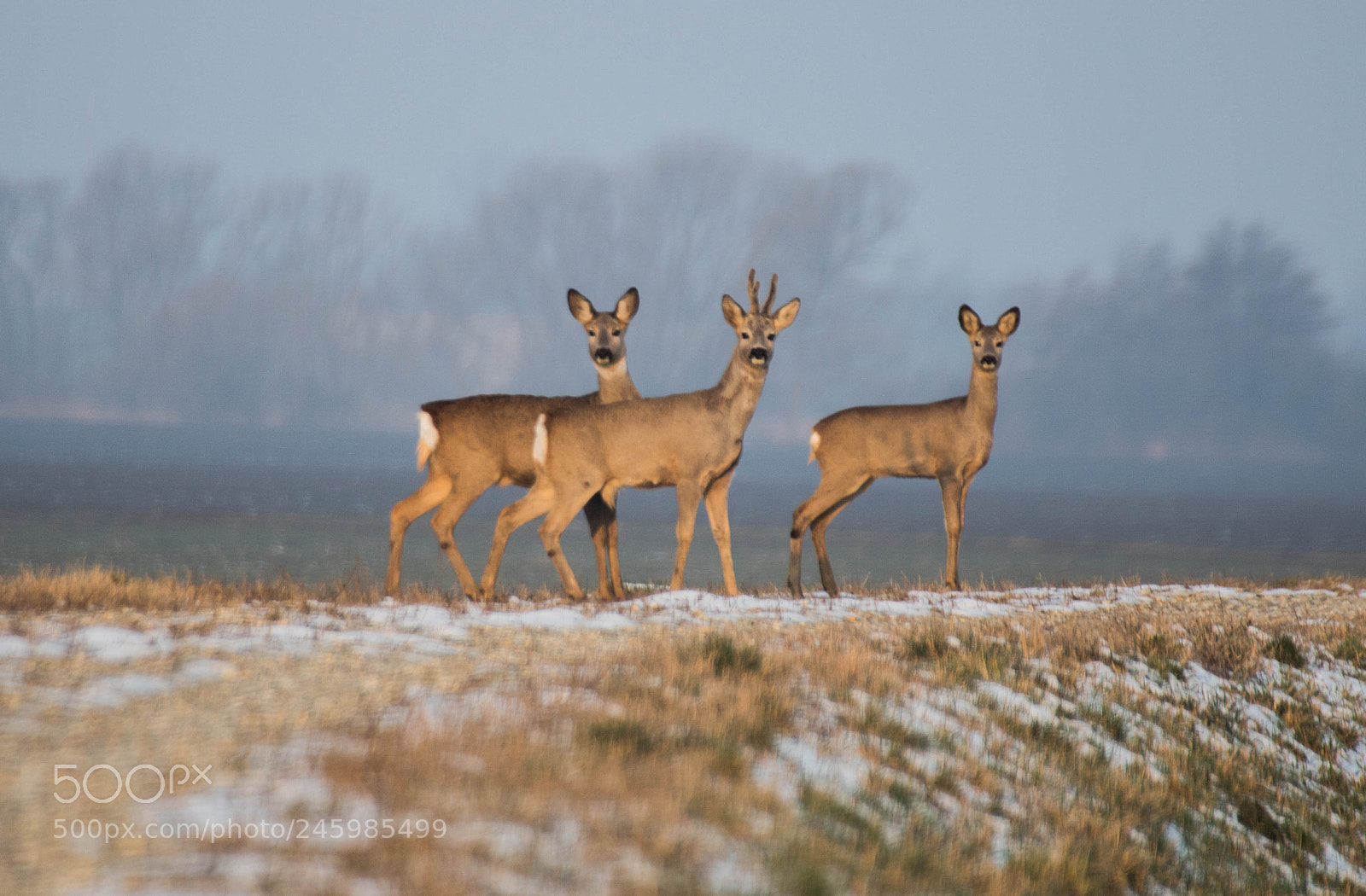 Canon EOS 750D (EOS Rebel T6i / EOS Kiss X8i) sample photo. Deers photography