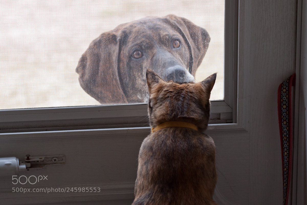 Canon EOS 50D sample photo. Dog meets kitten photography
