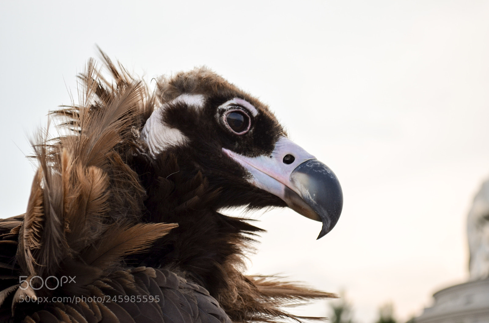 Nikon D5100 sample photo. Condor photography