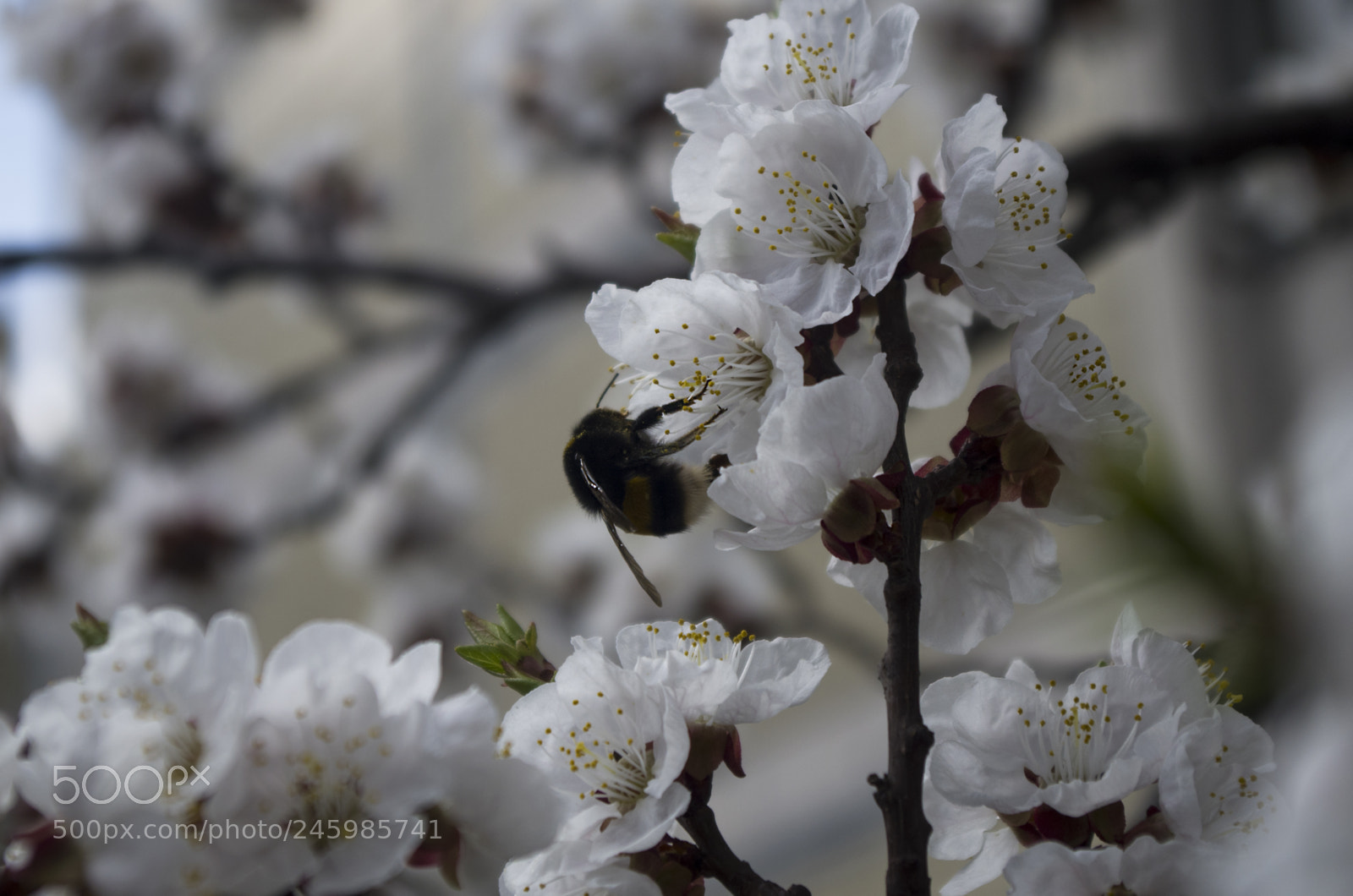 Pentax K-30 sample photo. Fluffy bumblebee on blossoming photography