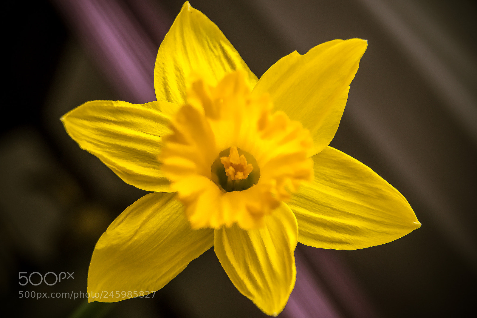 Sony SLT-A58 sample photo. *** narcissus *** photography