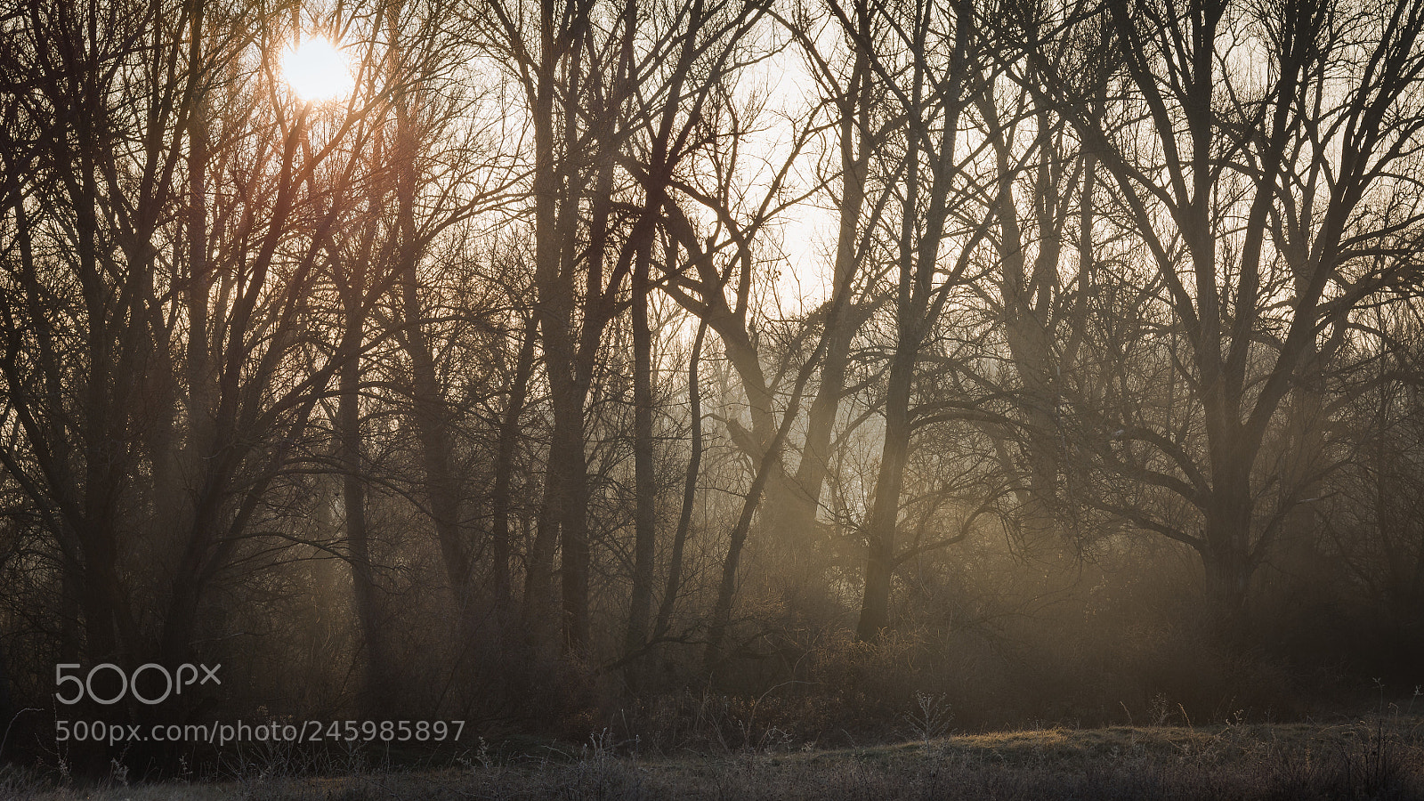 Nikon D7100 sample photo. Witching woods photography
