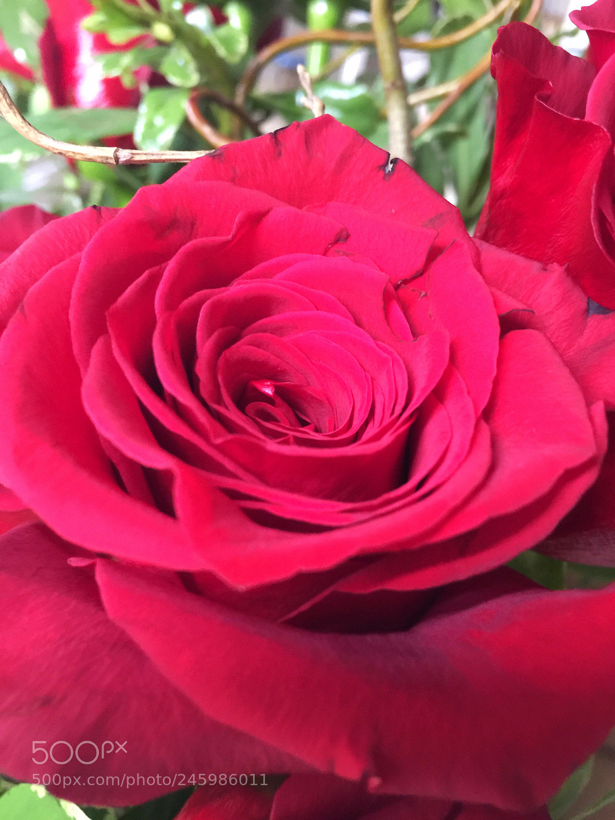 Apple iPhone 6 Plus sample photo. Today’s flower ? photography