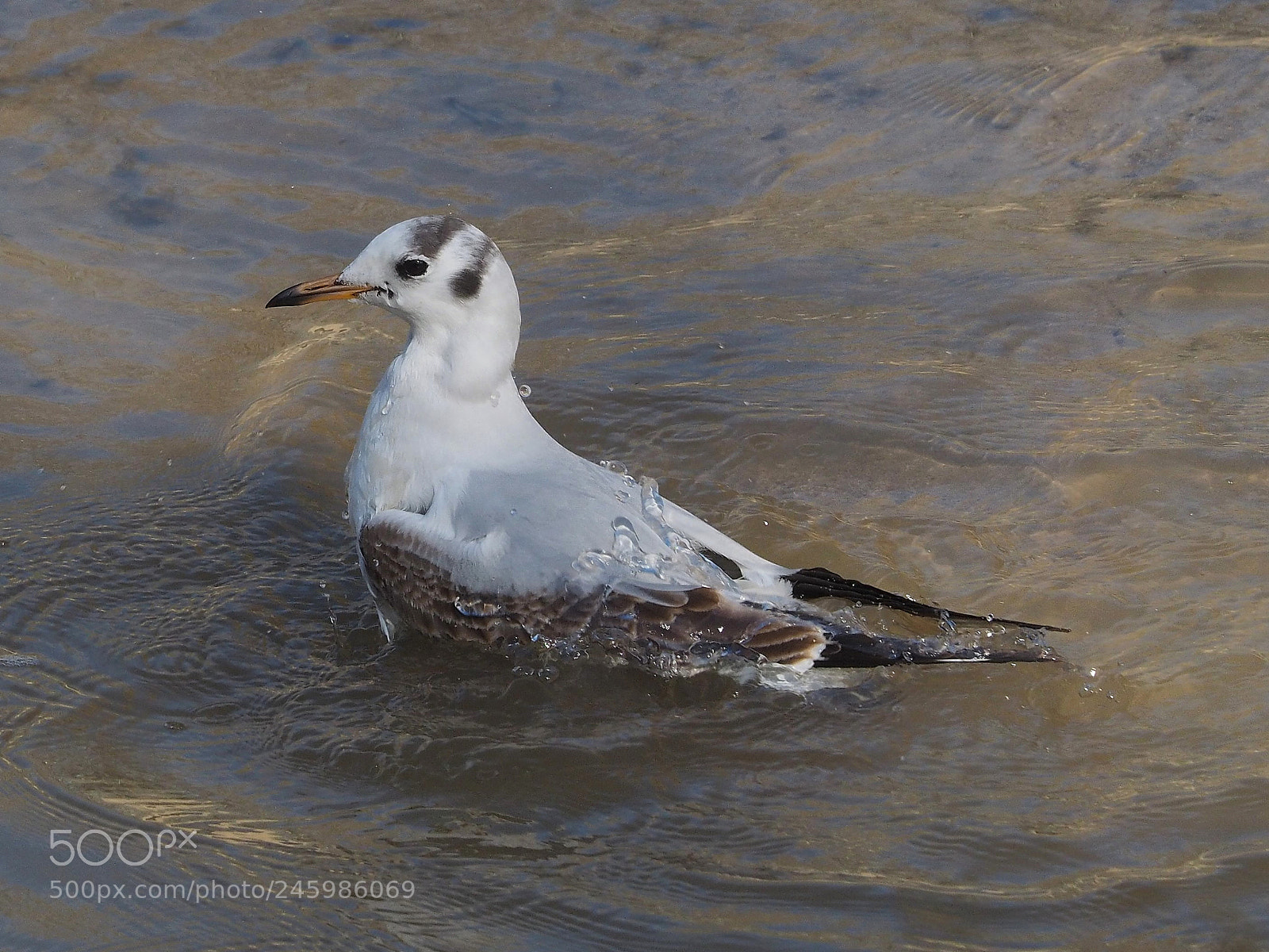 Olympus OM-D E-M1 sample photo. Gaviota reidora (croicocephalus ridibundus) photography