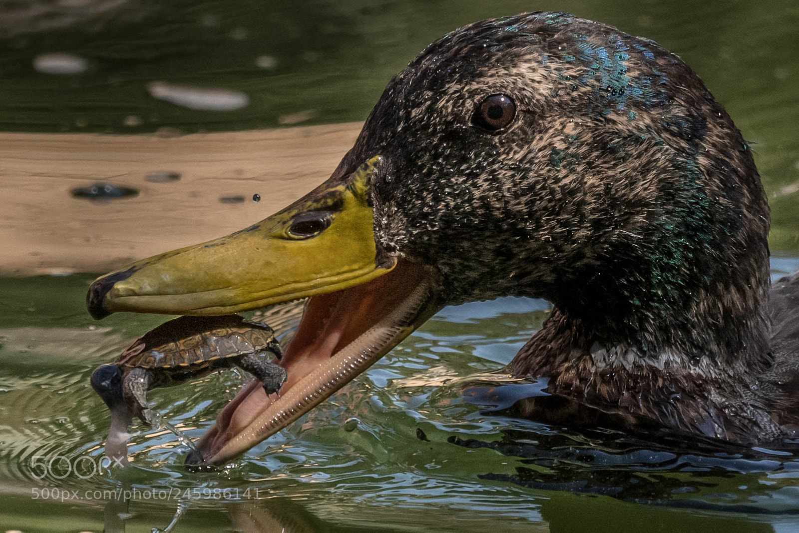 Nikon D500 sample photo. Cannibalism or playing? photography