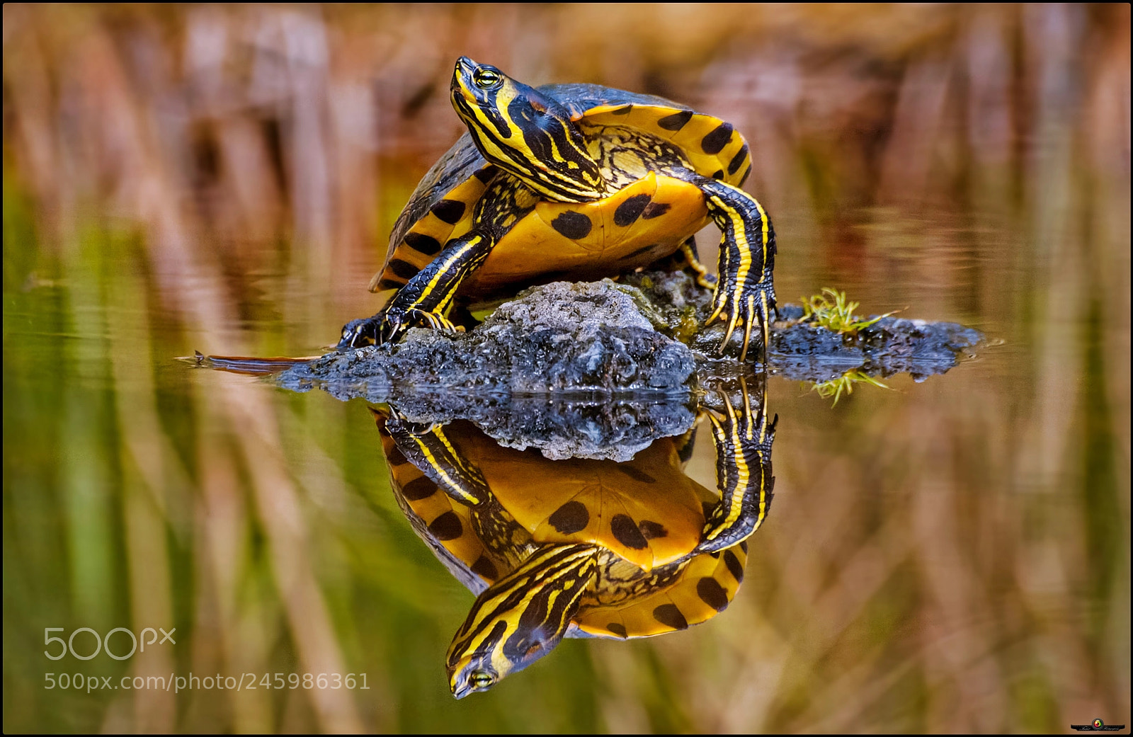 Canon EOS 40D sample photo. The turtle photography