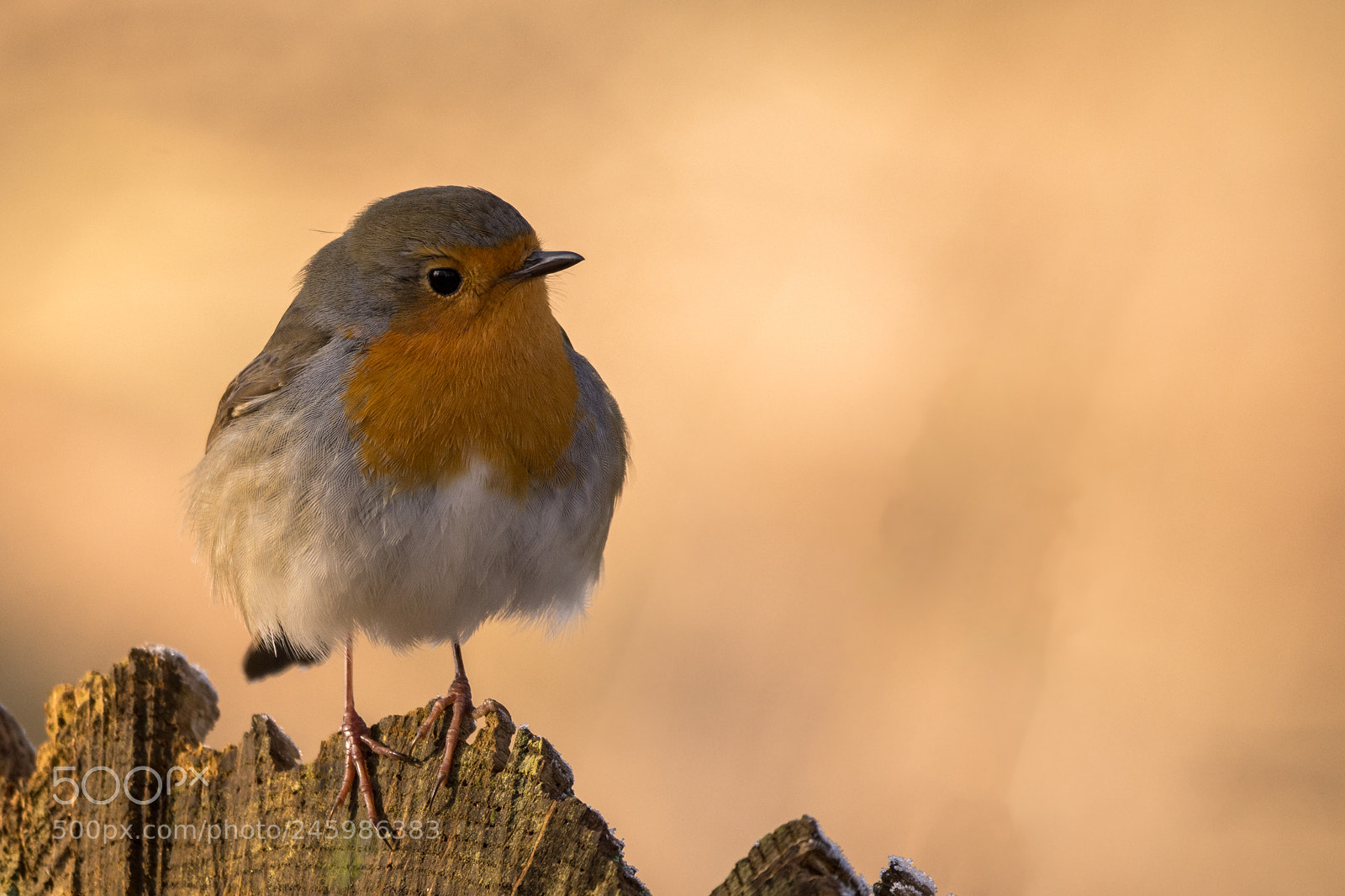 Nikon D7200 sample photo. Robin readbreast photography