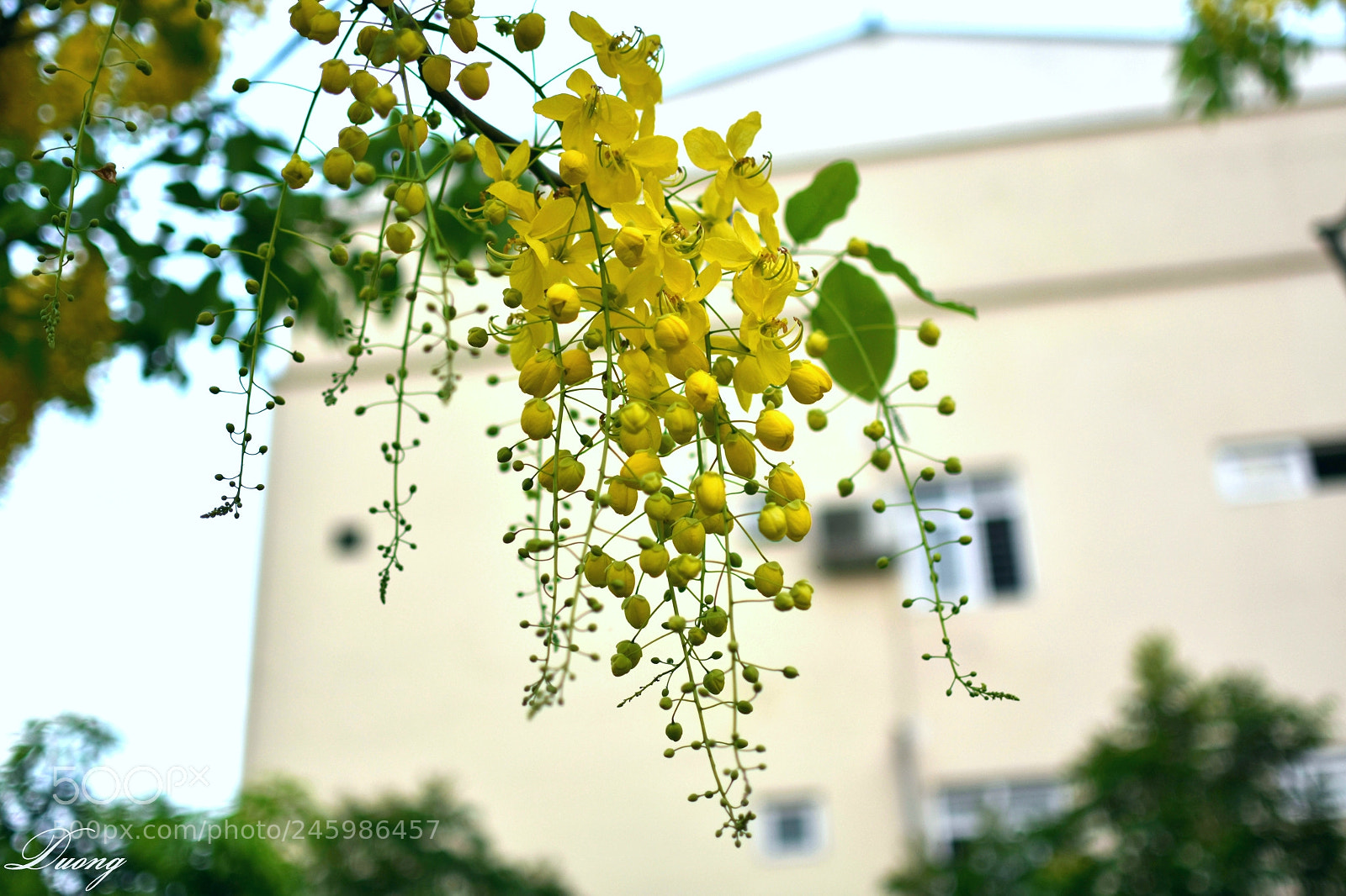 Nikon D7200 sample photo. Thailand national flower 2 photography