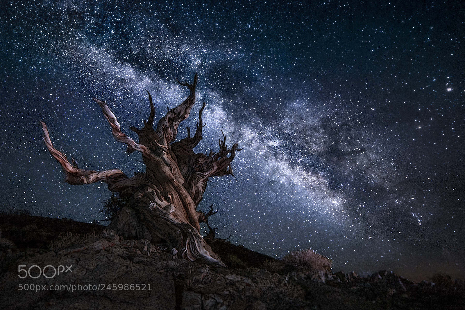 Nikon D610 sample photo. Bristlecone photography