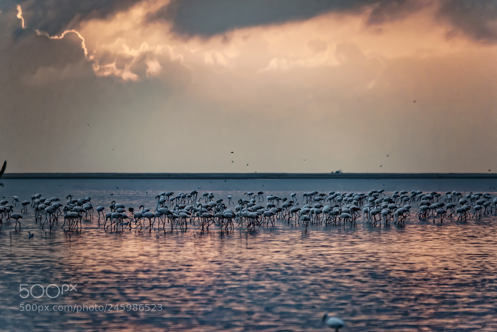 Nikon D750 sample photo. Greater flamingoes at kodandaramar photography