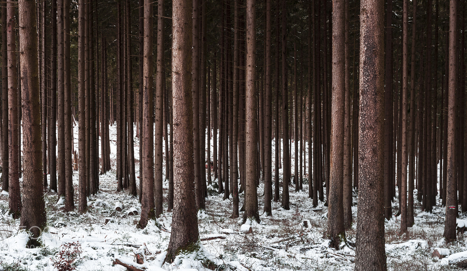 Olympus OM-D E-M5 II sample photo. Winter trees photography