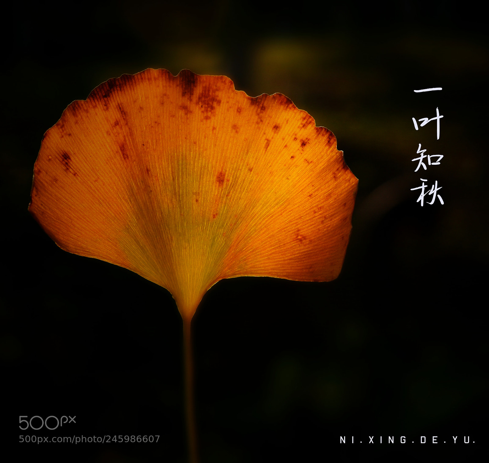 Nikon AF-S Micro-Nikkor 60mm F2.8G ED sample photo. Untitled photography