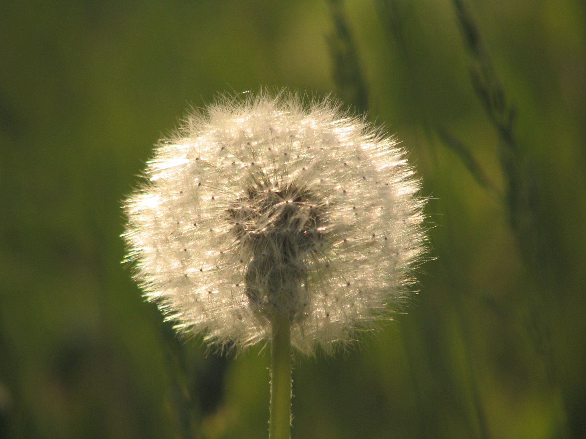 Canon POWERSHOT S1 IS sample photo. Dandelions are beautiful! photography